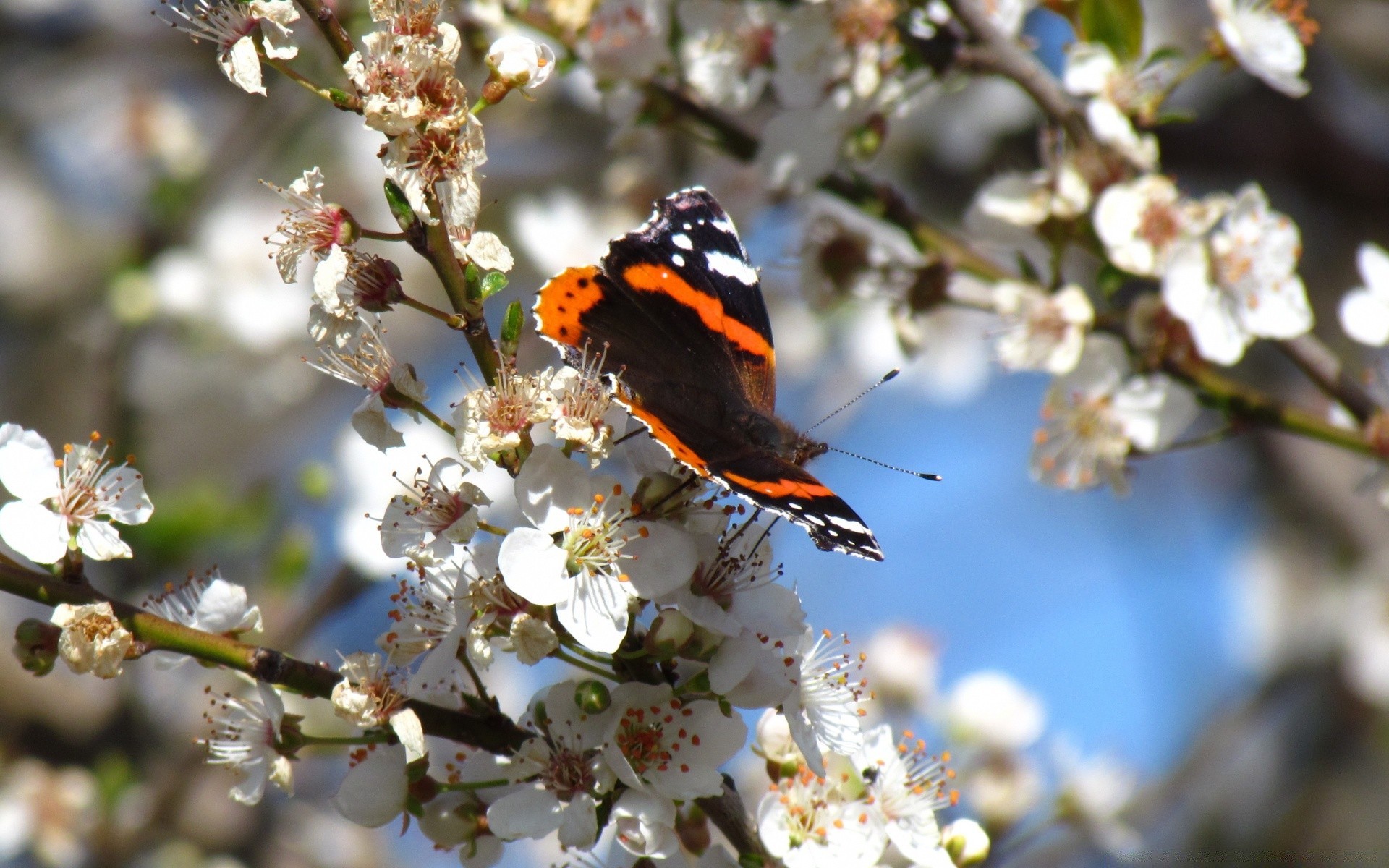 schmetterling natur blume im freien insekt baum kirsche garten filiale sanft blatt hell jahreszeit tierwelt