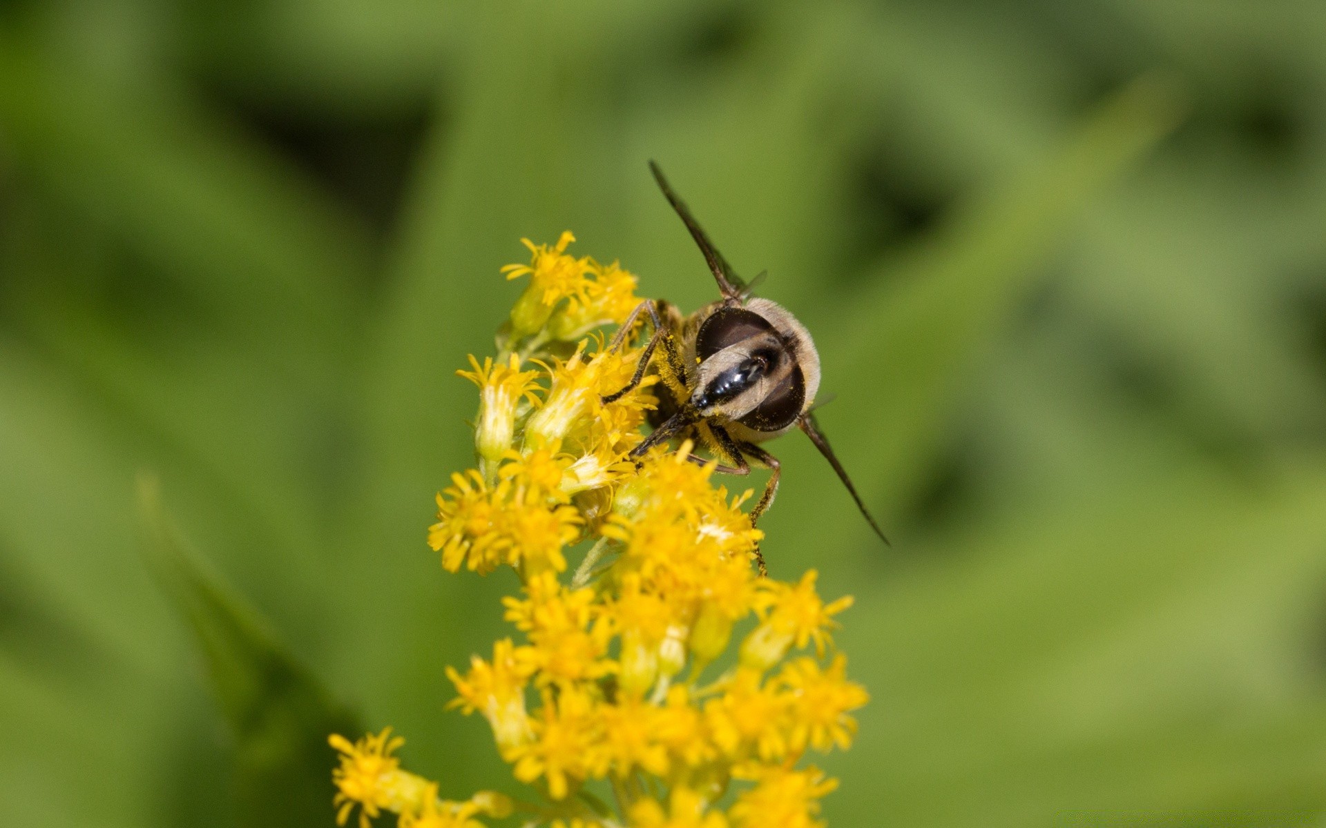 insetti natura insetto ape estate miele all aperto foglia piccolo polline fauna selvatica volare