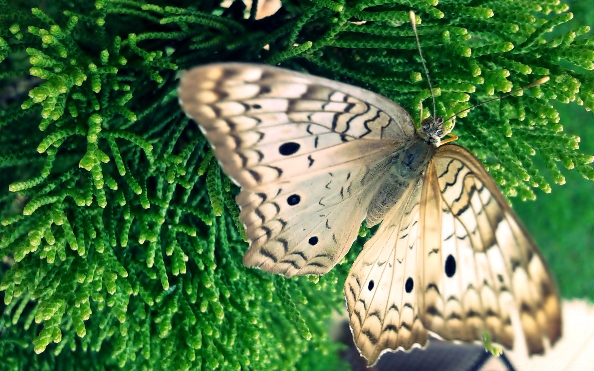 schmetterling natur insekt flügel garten schön sommer desktop flora im freien farbe biologie tier tierwelt wirbellose blatt hell schließen muster