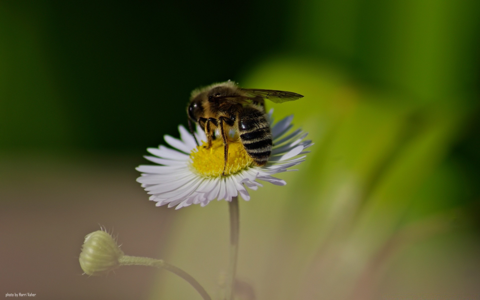 insekten natur insekt biene honig pollen sommer im freien tierwelt wild