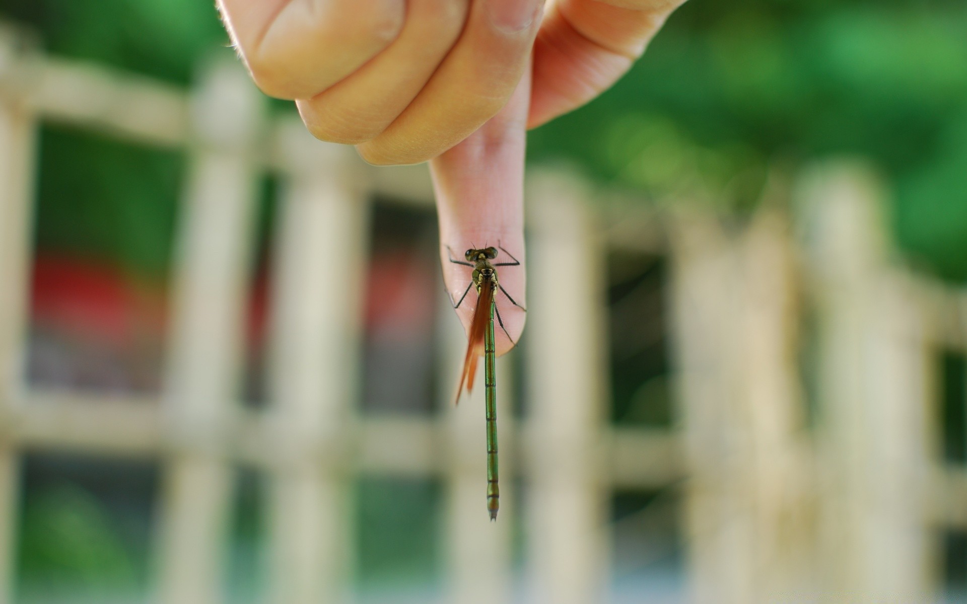 insects outdoors nature woman blur hand summer one little growth