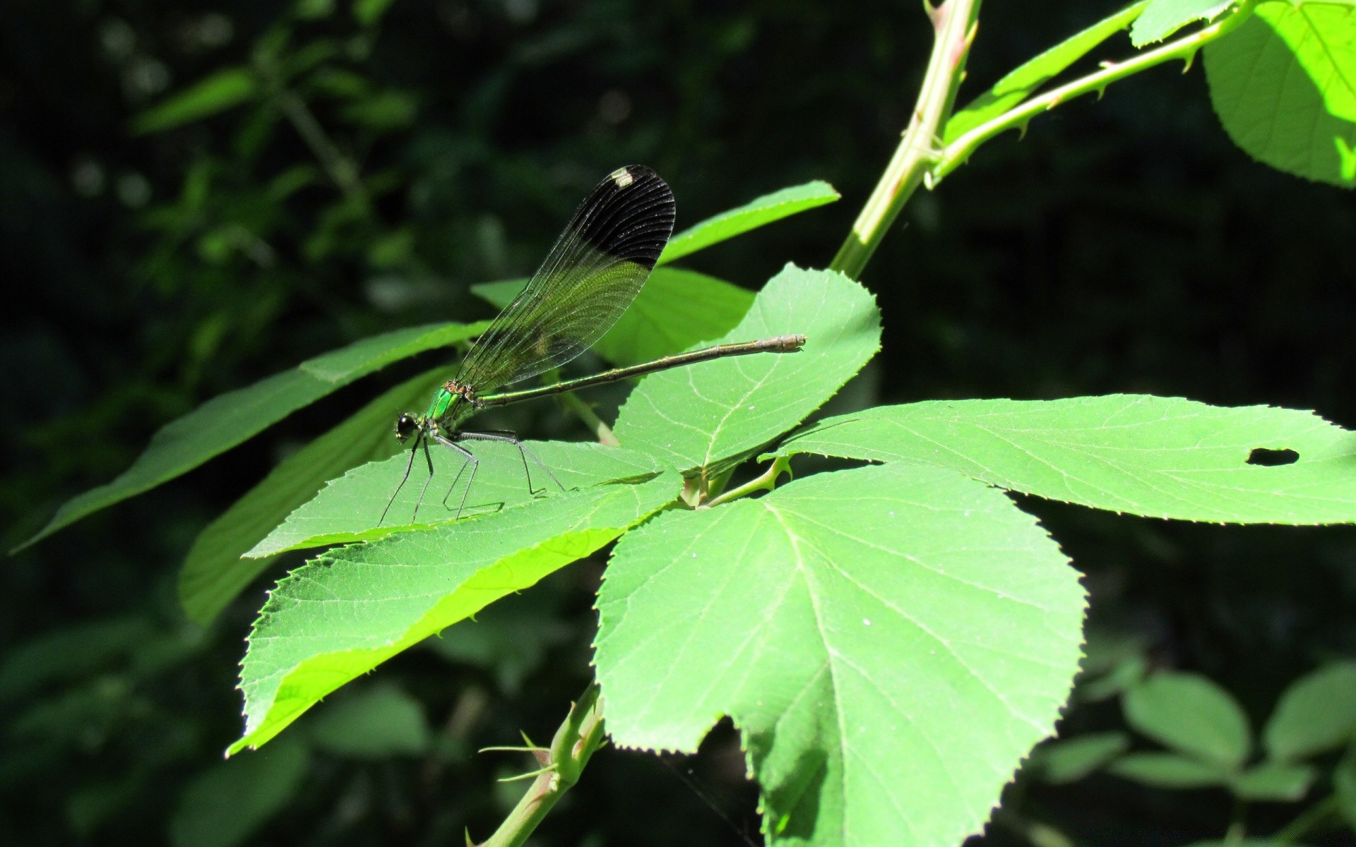 insects leaf nature flora outdoors environment insect summer garden close-up growth rain bright ecology