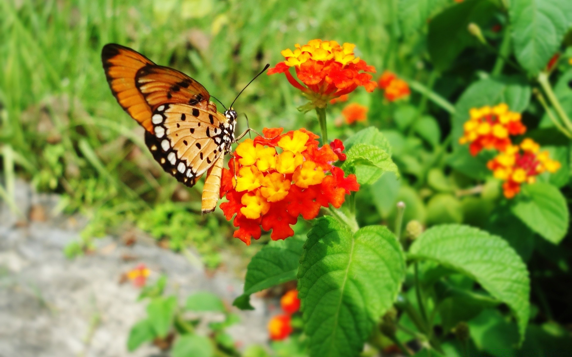 insects nature butterfly summer leaf flower garden outdoors insect flora bright color wild floral season