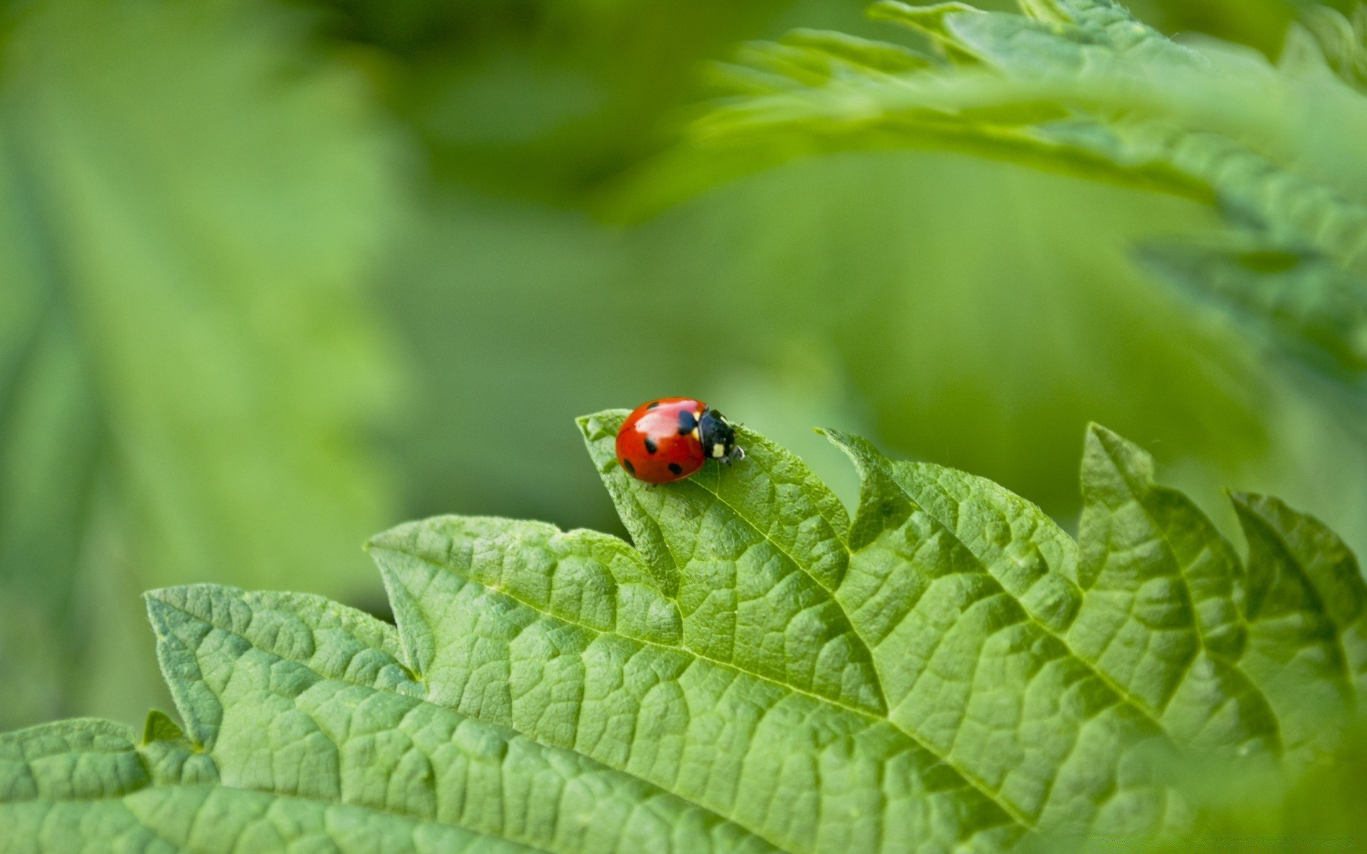 insects leaf nature flora insect summer growth ladybug garden biology grass environment outdoors little ecology beetle bright rain