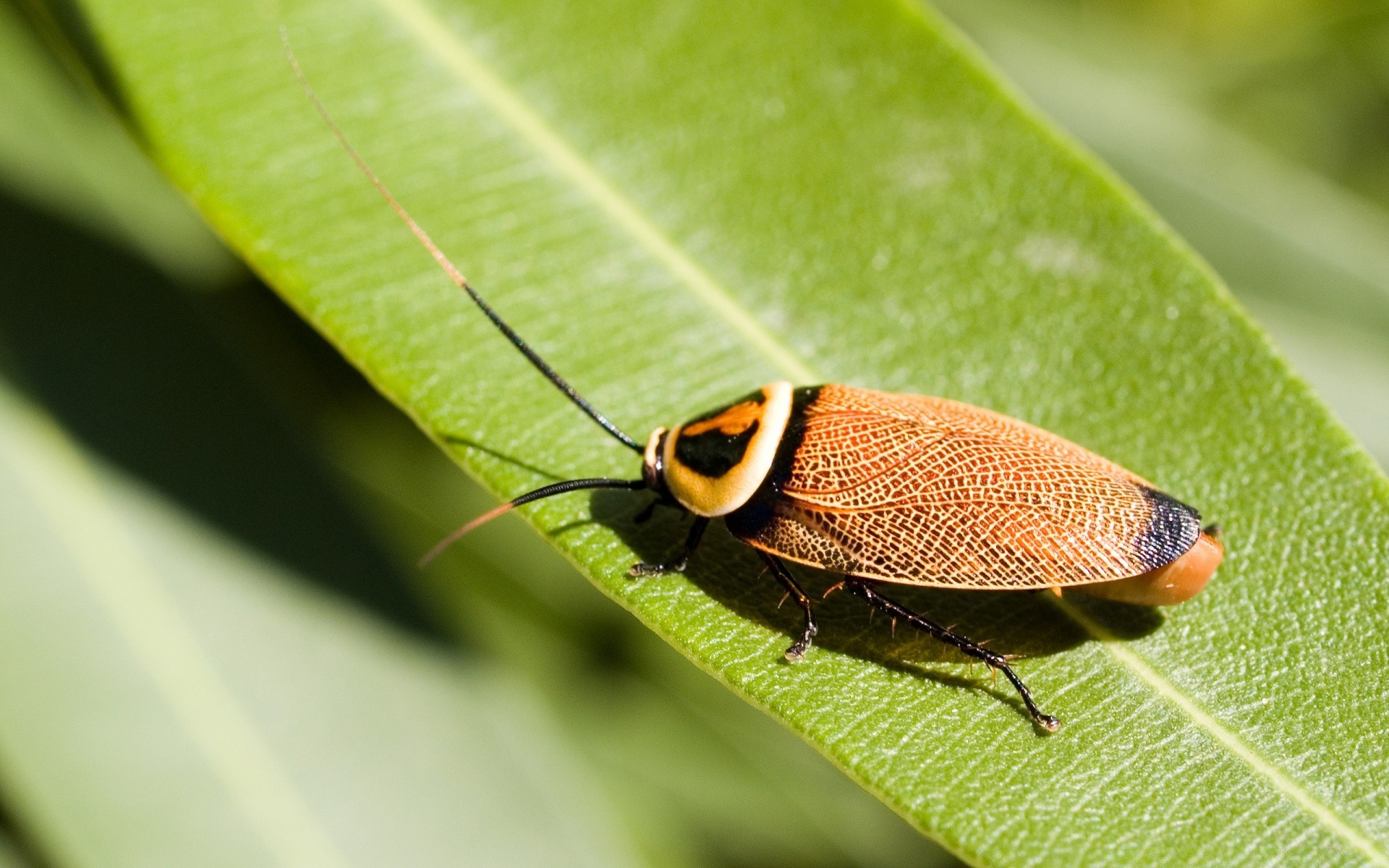 insectes insecte nature invertébrés gros plan faune animal biologie feuille