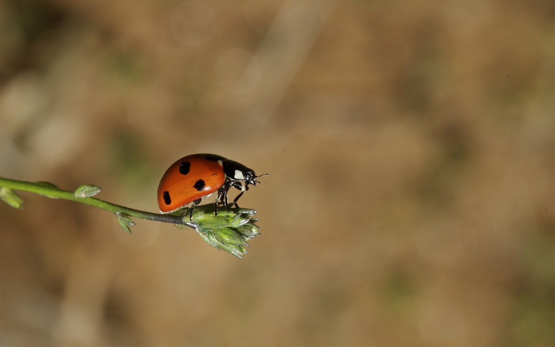 insetti insetto scarabeo coccinella biologia natura fauna selvatica all aperto piccolo invertebrato erba piccolo foglia ambiente estate