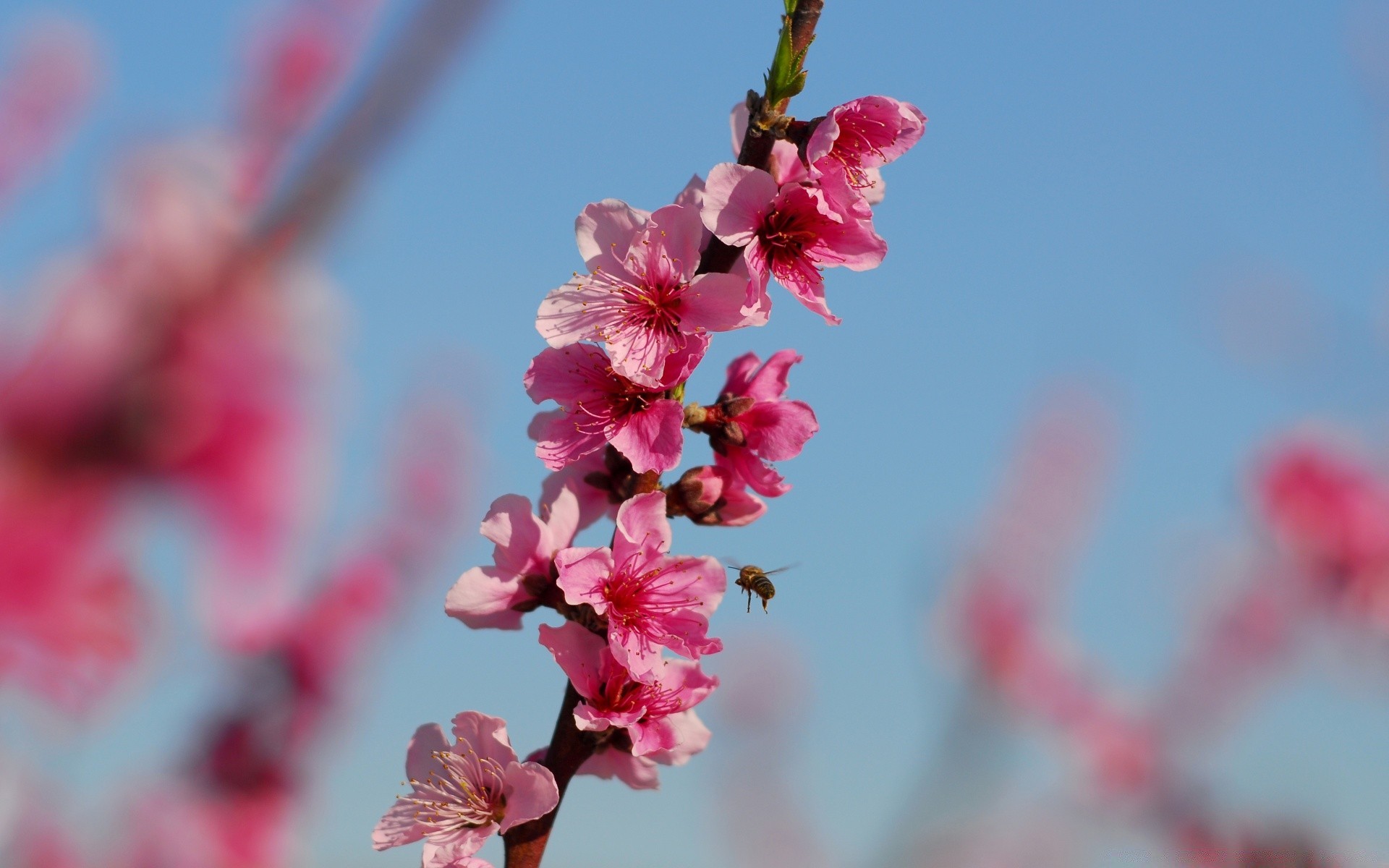 insects flower branch cherry nature flora tree garden petal bright season blooming bud growth close-up delicate leaf color outdoors summer