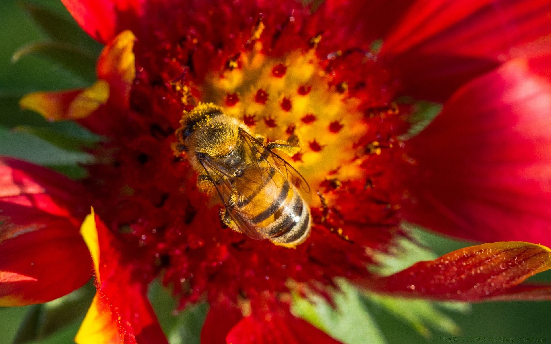 insectes nature fleur flore jardin été feuille lumineux couleur pollen gros plan abeille floral insecte belle pétale bluming à l extérieur