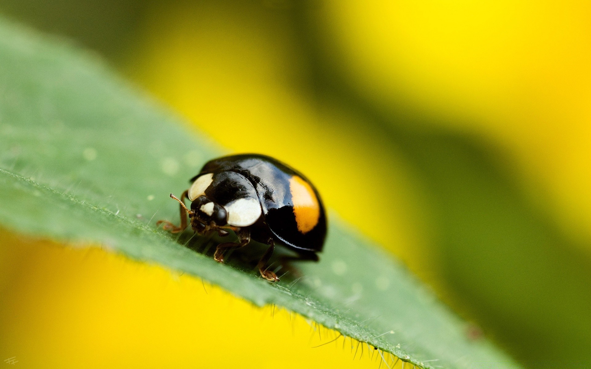 owady owad natura liść chrząszcz biedronka flora lato tiny biologia pająk zoologia na zewnątrz ogród spadek przyroda kolor bezkręgowce jasny mało