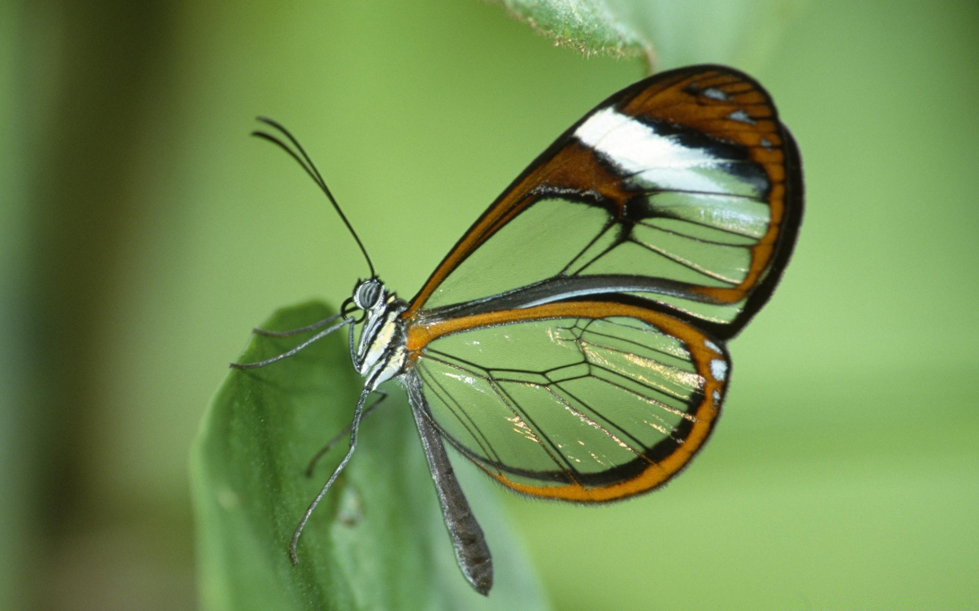 farfalla insetto fauna selvatica natura invertebrati all aperto estate animale falena biologia ala entomologia lepidotteri volare foglia monarca antenna delicato metamorfosi