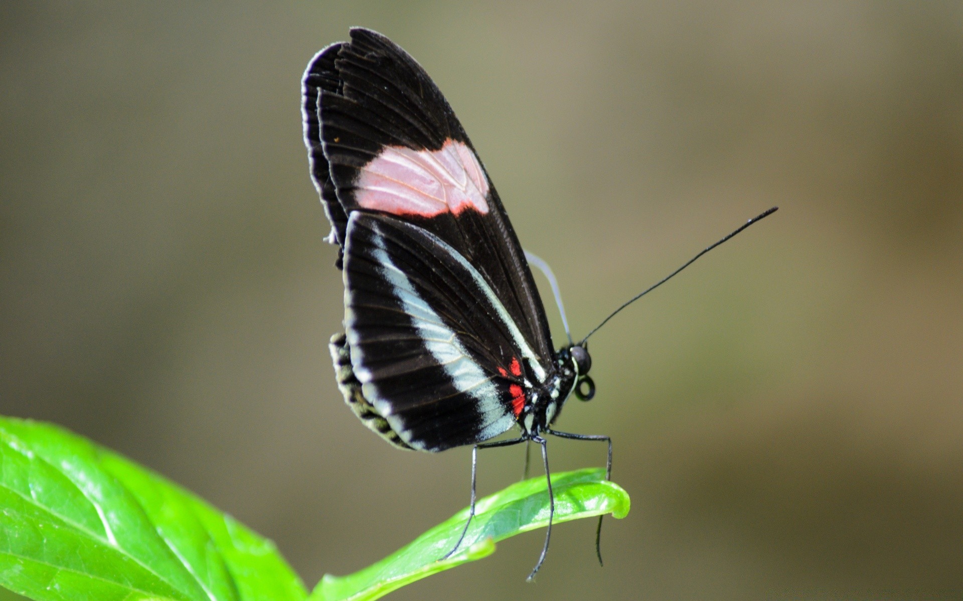 insetos borboleta inseto natureza vida selvagem ao ar livre verão asa animal invertebrados antena pequeno selvagem folha delicado