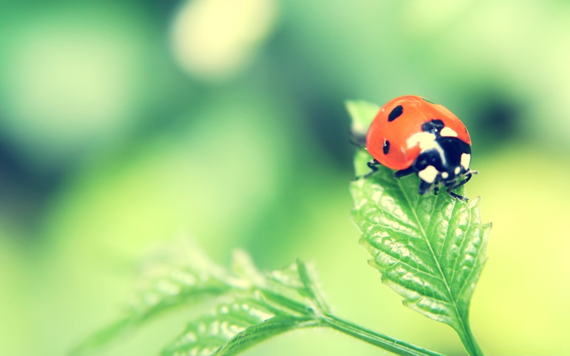 insects ladybug leaf nature insect flora summer growth biology environment beetle garden little outdoors grass purity blur