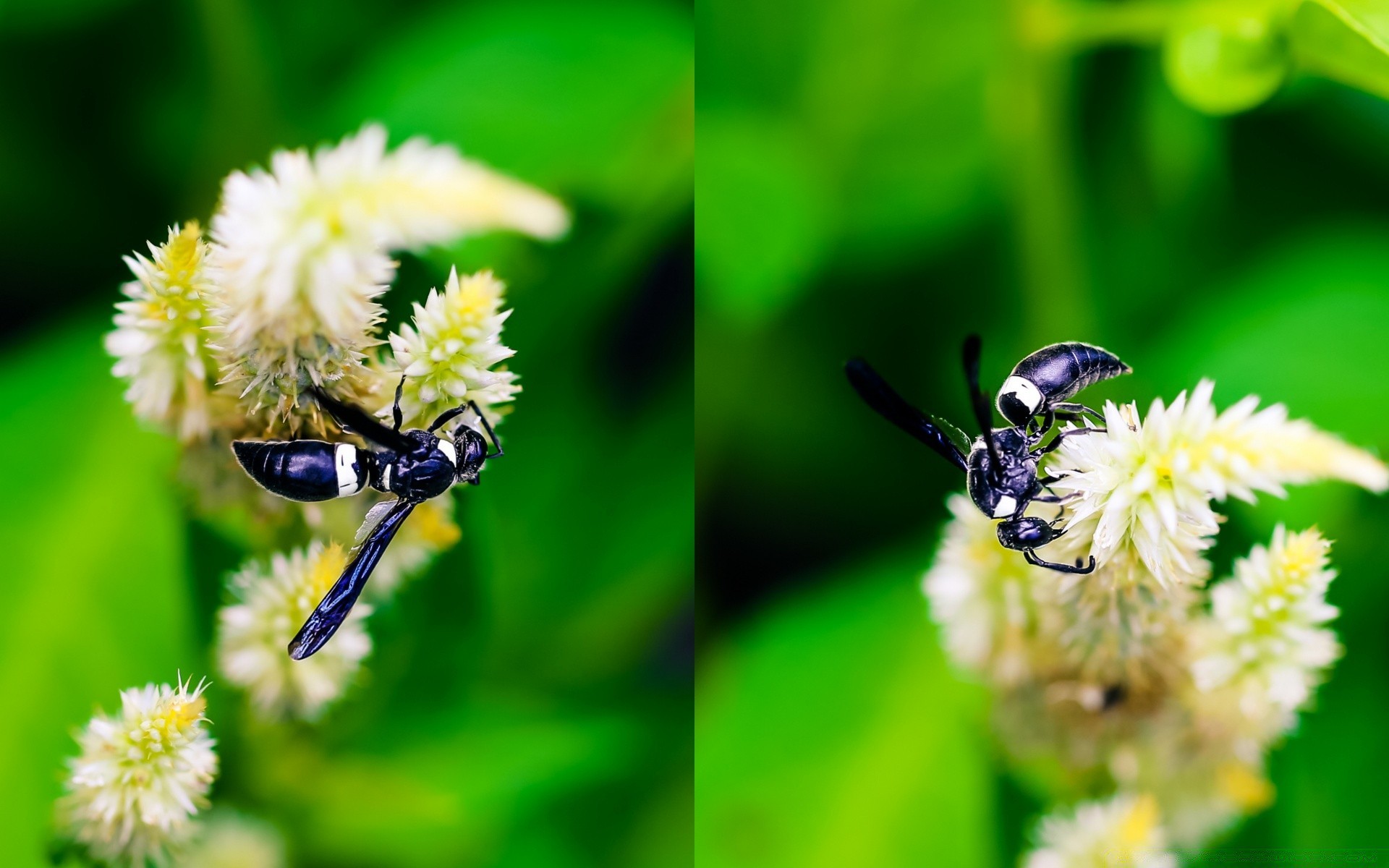 insetos inseto abelha natureza mel pólen polinização abelhas abelha verão flor vespa voar ao ar livre néctar biologia selvagem vida selvagem folha pequeno