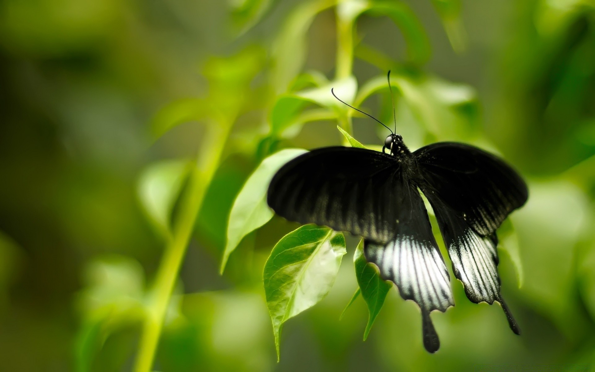 butterfly nature leaf insect garden summer flora outdoors environment wing wildlife close-up ecology little grass