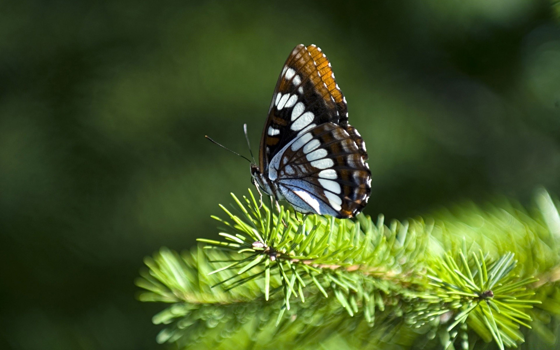 mariposa naturaleza al aire libre insecto madera hoja invertebrados verano vida silvestre árbol delicado