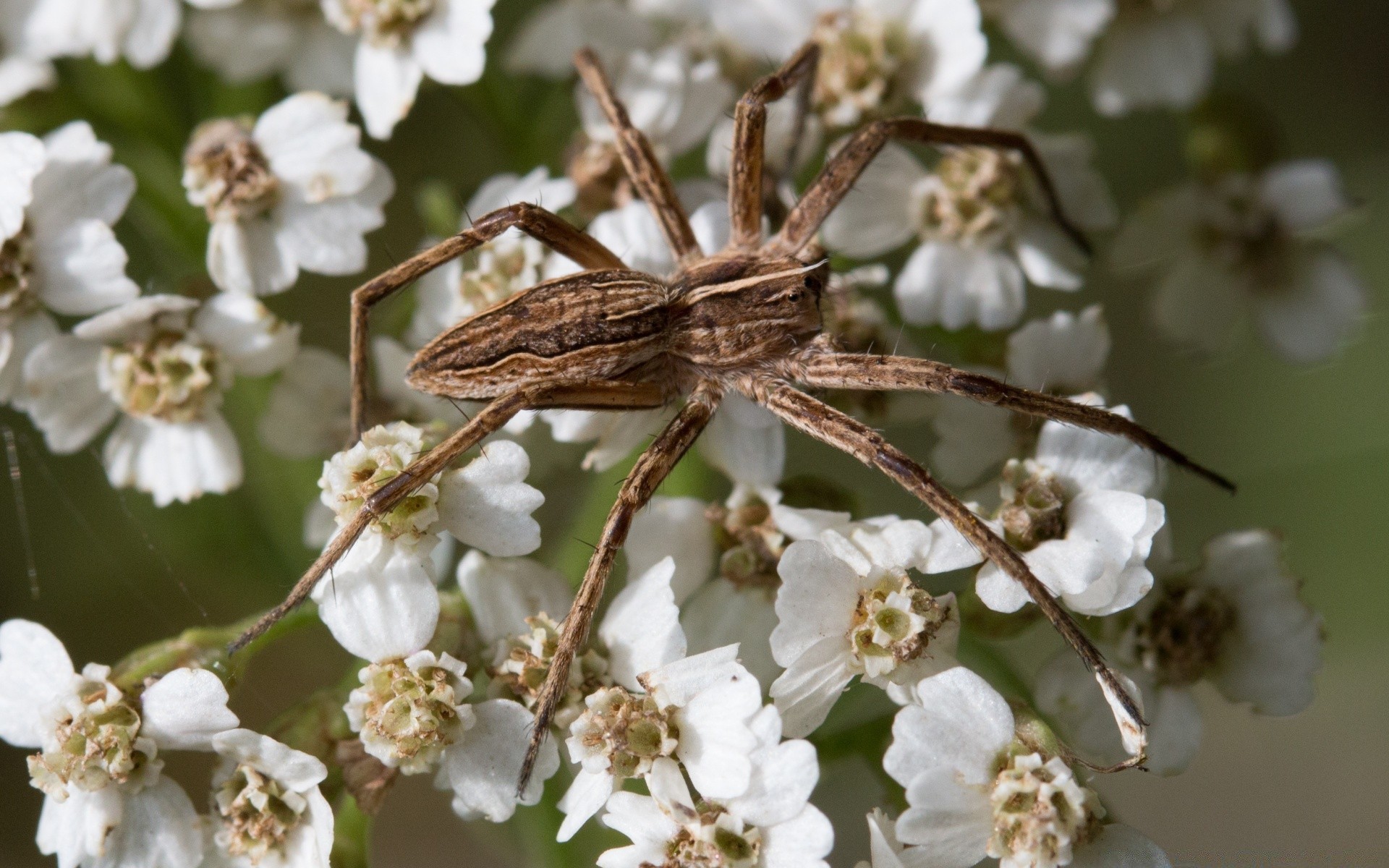 owady kwiat natura drzewo owad wiśnia ogród flora liść bluming na zewnątrz płatek kwiatowy dziki jabłko krzew oddział zbliżenie