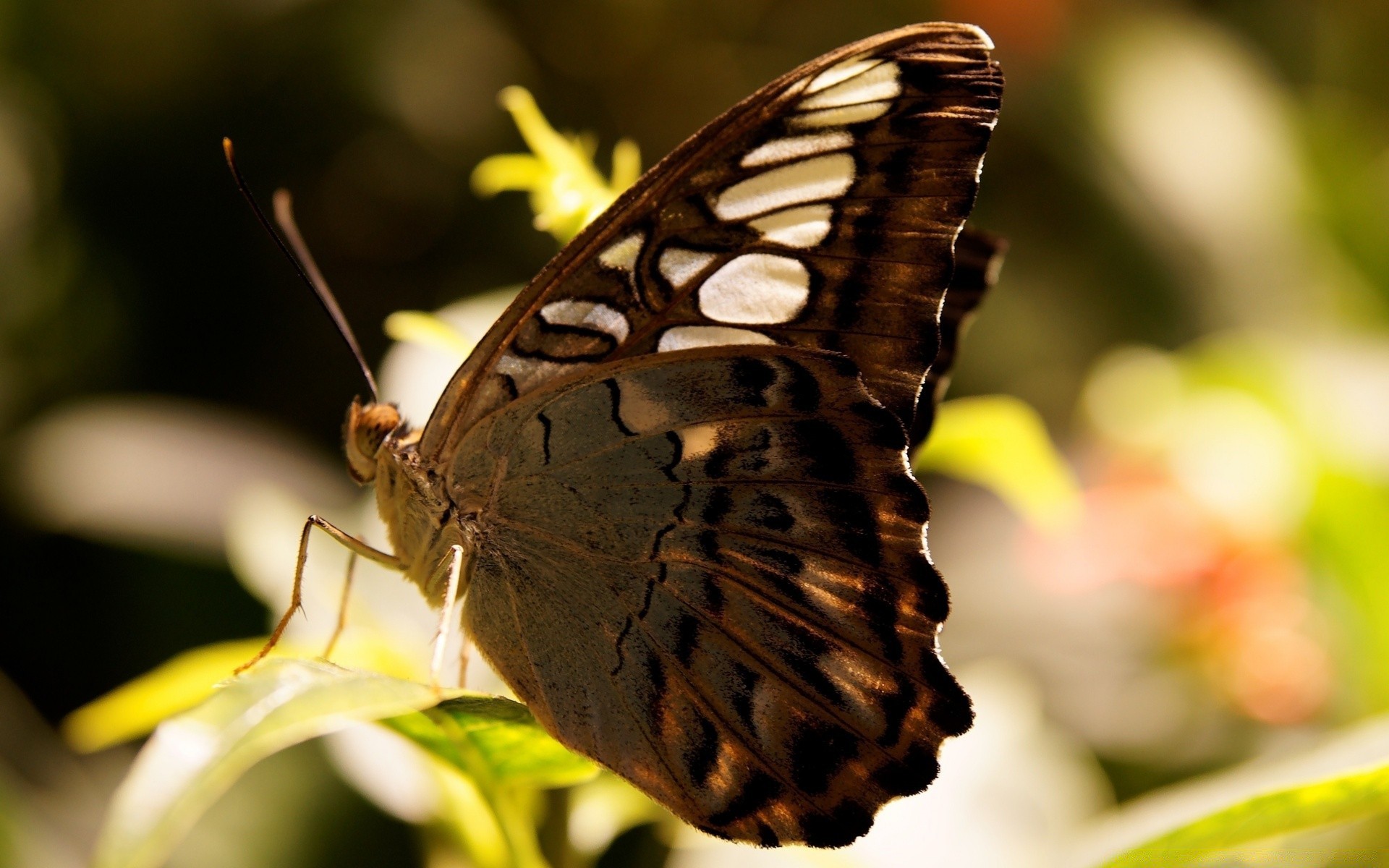 insetos borboleta inseto natureza verão vida selvagem ao ar livre animal asa invertebrados mariposa flor antena lepidoptera jardim monarca folha cor bonita voar