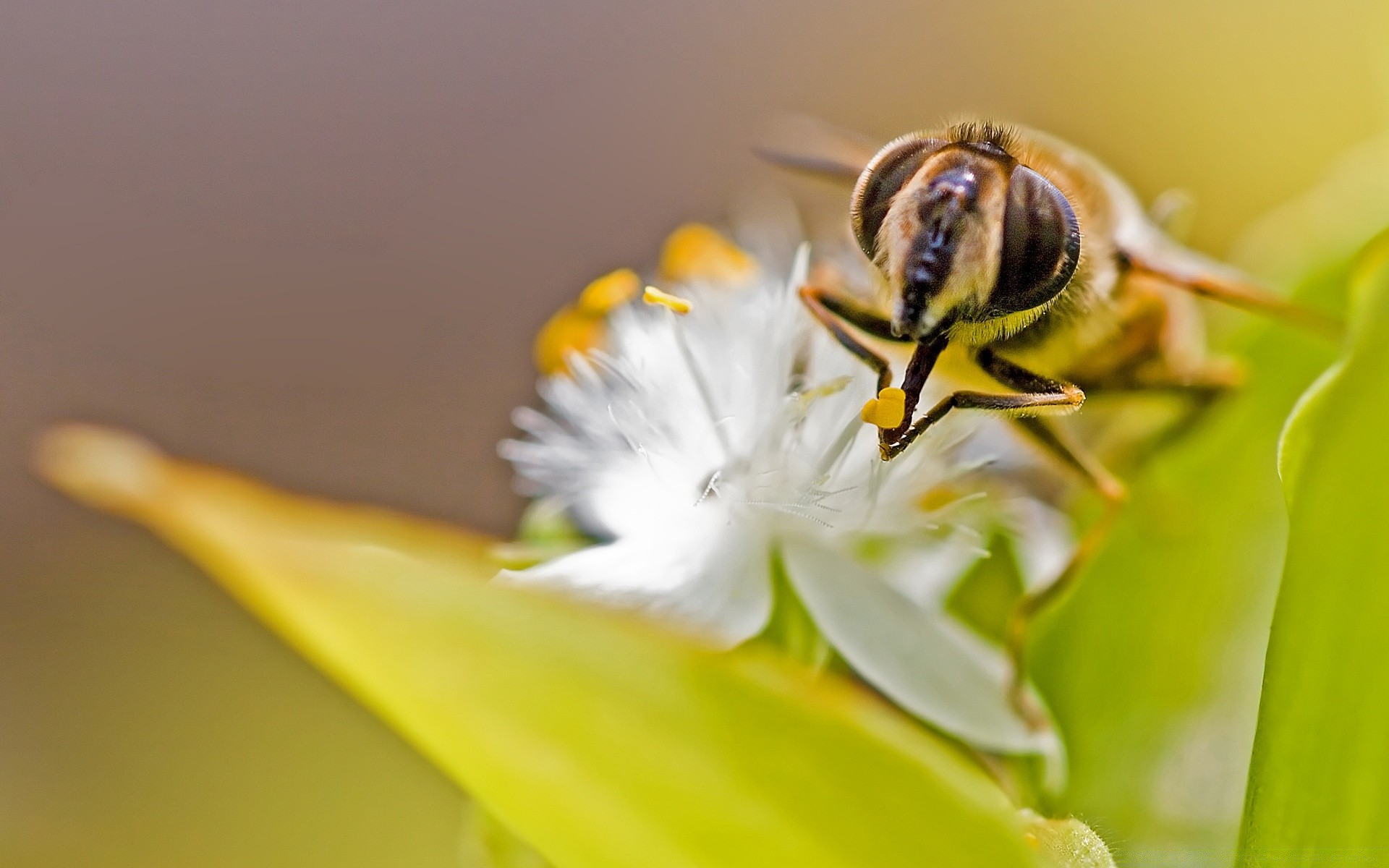 insectos insecto naturaleza abeja flor al aire libre invertebrados vida silvestre biología polen hoja miel