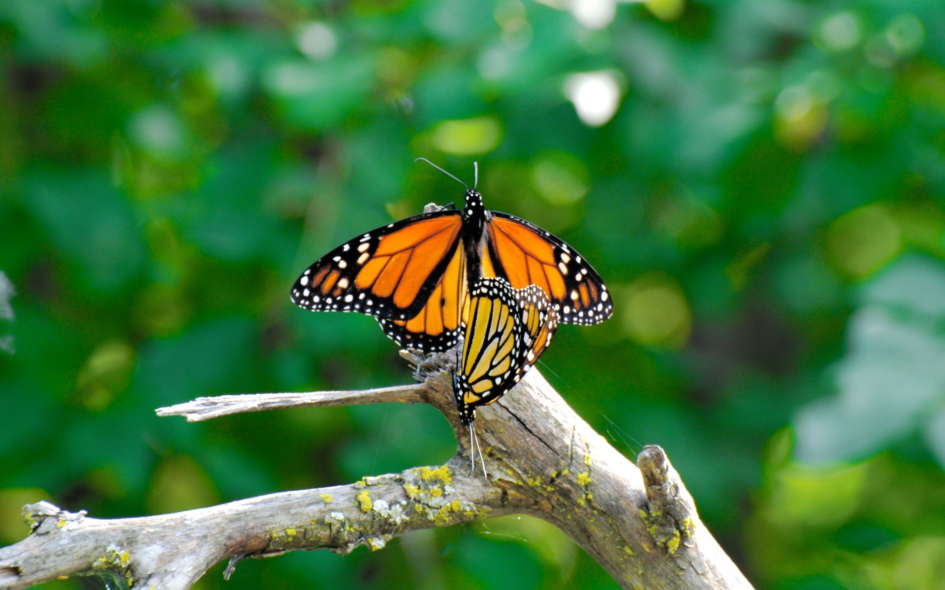 insects butterfly insect nature garden outdoors wildlife summer leaf animal flora color