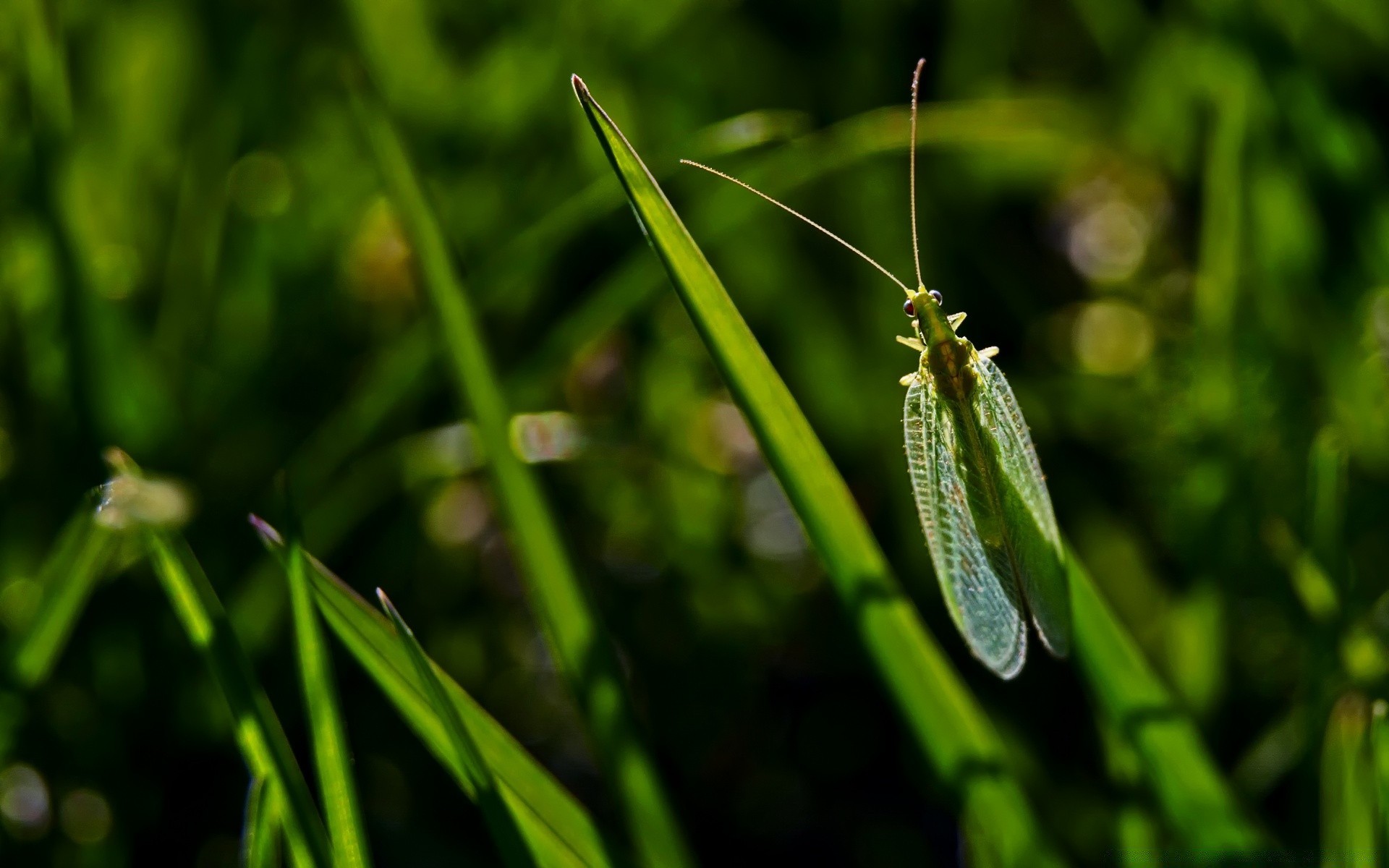 insectos hoja naturaleza flora insecto jardín hierba rocío verano lluvia libélula primer plano al aire libre subida caída amanecer miércoles hoja color