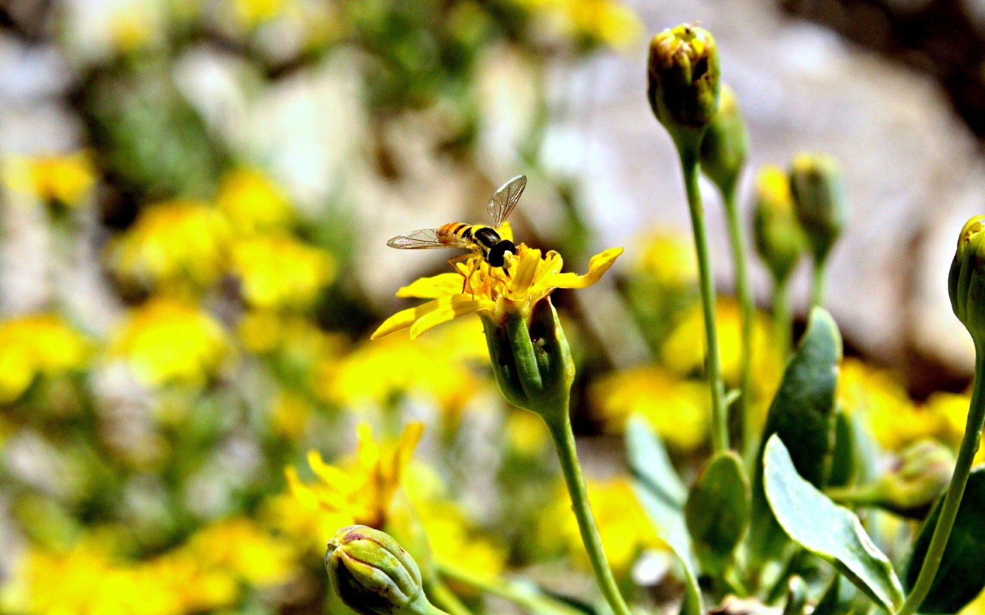 insects nature flower outdoors insect summer leaf flora garden fair weather bright color close-up blur