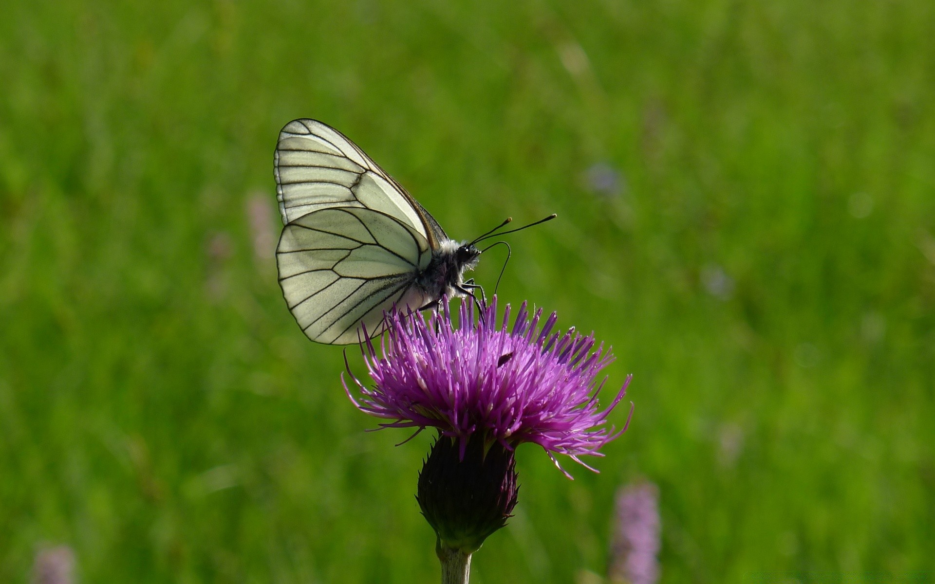 insetti natura farfalla insetto estate erba all aperto fieno fiore fauna selvatica giardino