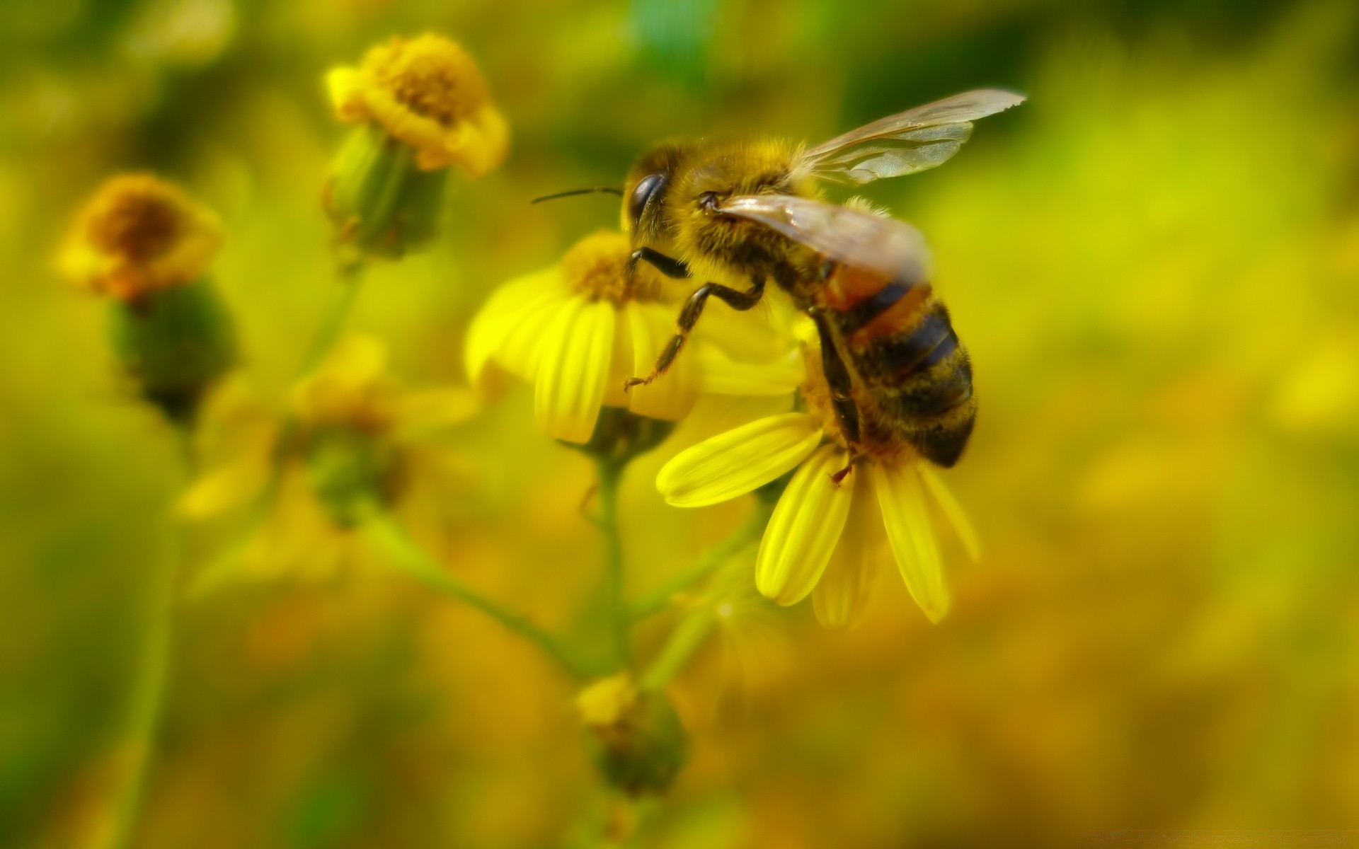 insetos abelha natureza mel inseto pólen abelhas polinização verão ao ar livre flor selvagem vespa néctar bom tempo folha