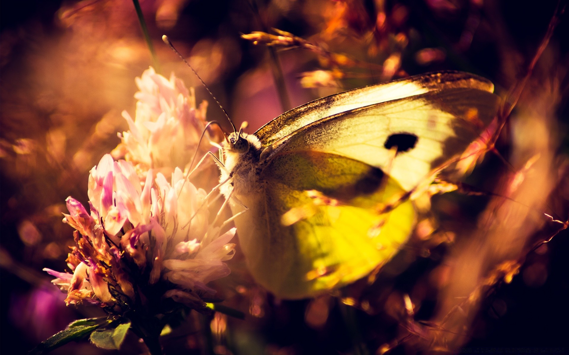 papillon insecte nature fleur lumière à l extérieur invertébrés la faune été papillon flou