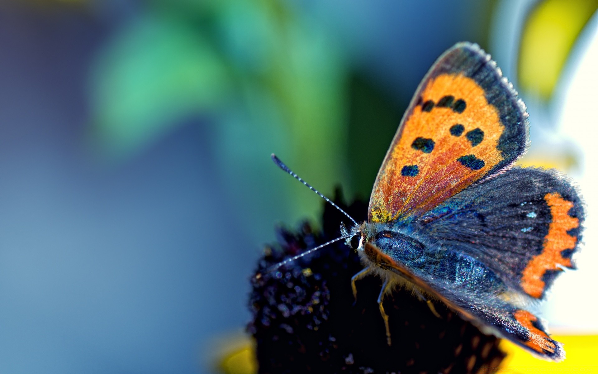 borboleta inseto natureza invertebrados ao ar livre borrão vida selvagem luz do dia verão flor biologia antena animal delicado luz cor