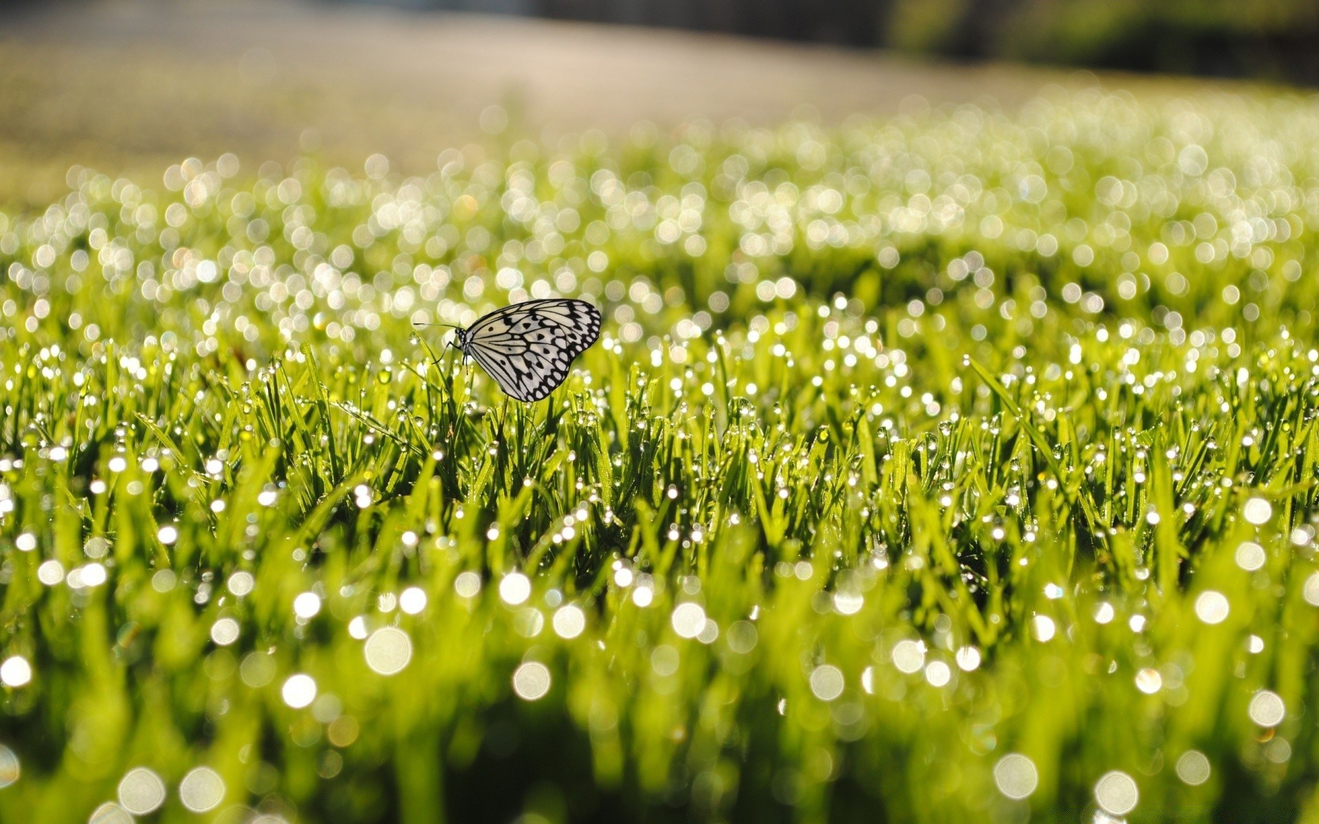 farfalla erba campo fieno natura estate prato flora sole giardino rurale rugiada bel tempo all aperto pioggia crescita alba