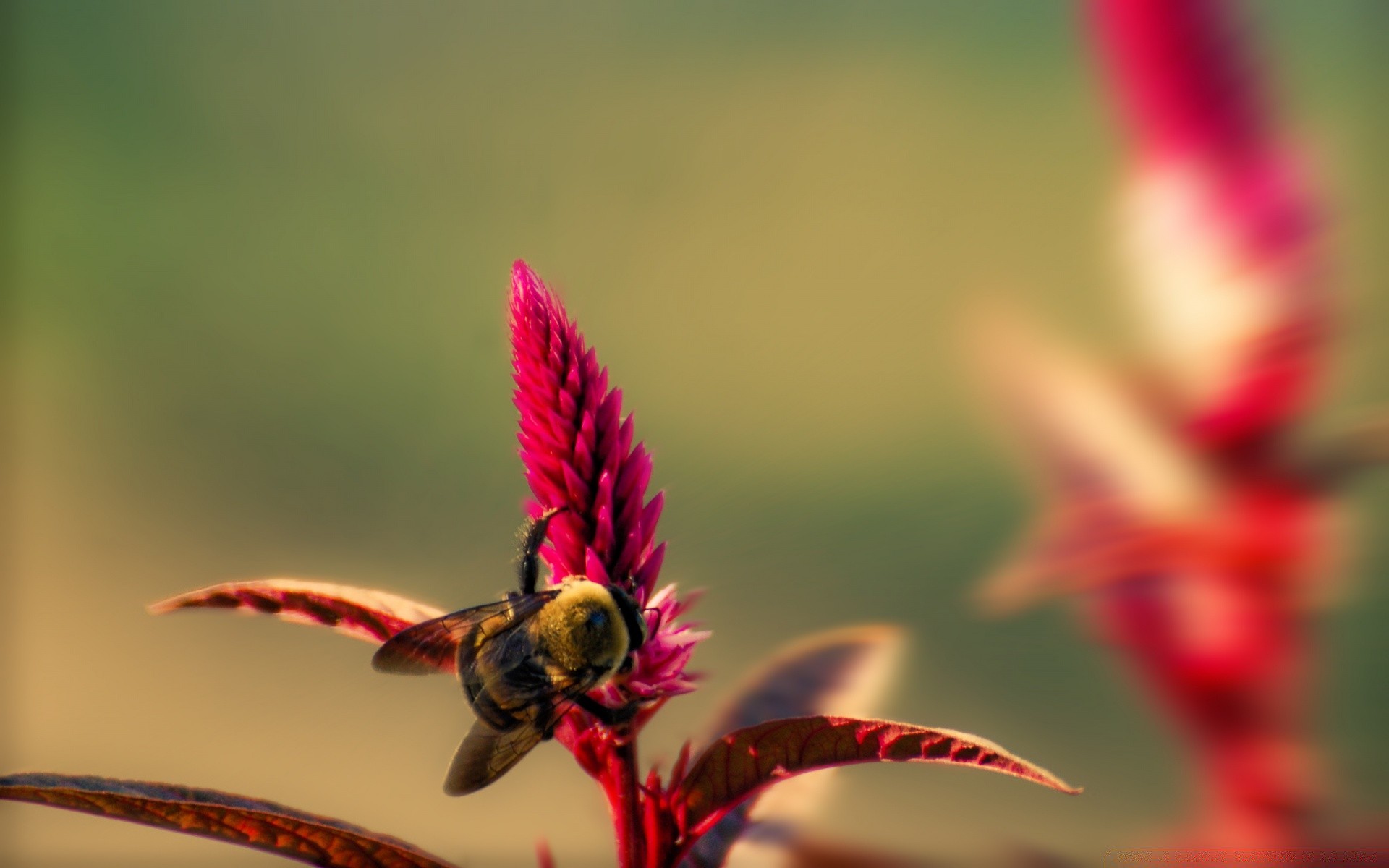 insekten natur blume farbe insekt im freien flora blatt garten schließen hell sommer