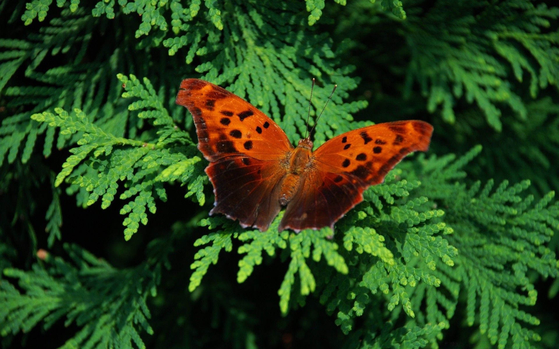 insekten natur insekt schmetterling wirbellose eins im freien garten