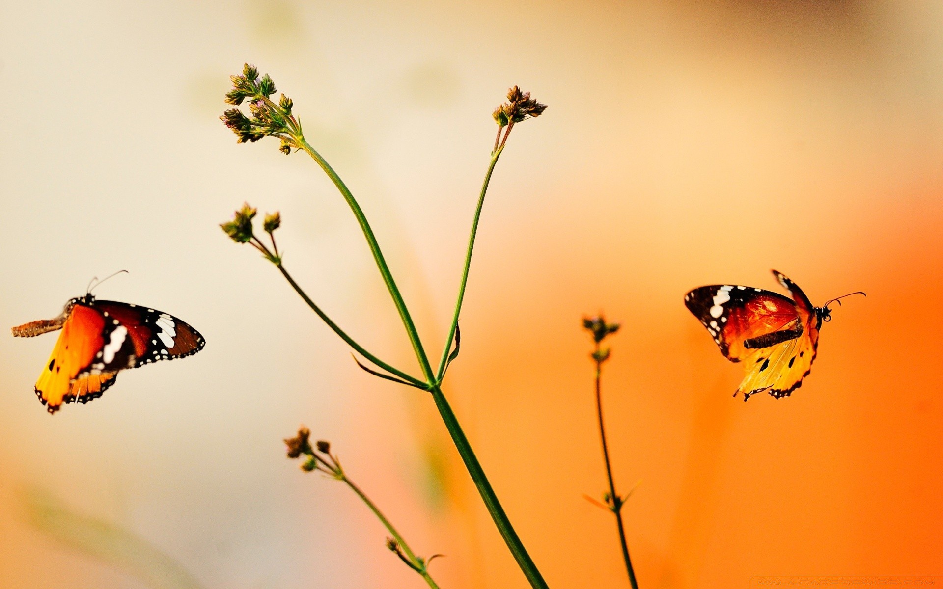 motyl owad natura lato biedronka przyroda bezkręgowce antena kwiat na zewnątrz latać zwierzę dobra pogoda ćma słońce monarcha biologia delikatny chrząszcz