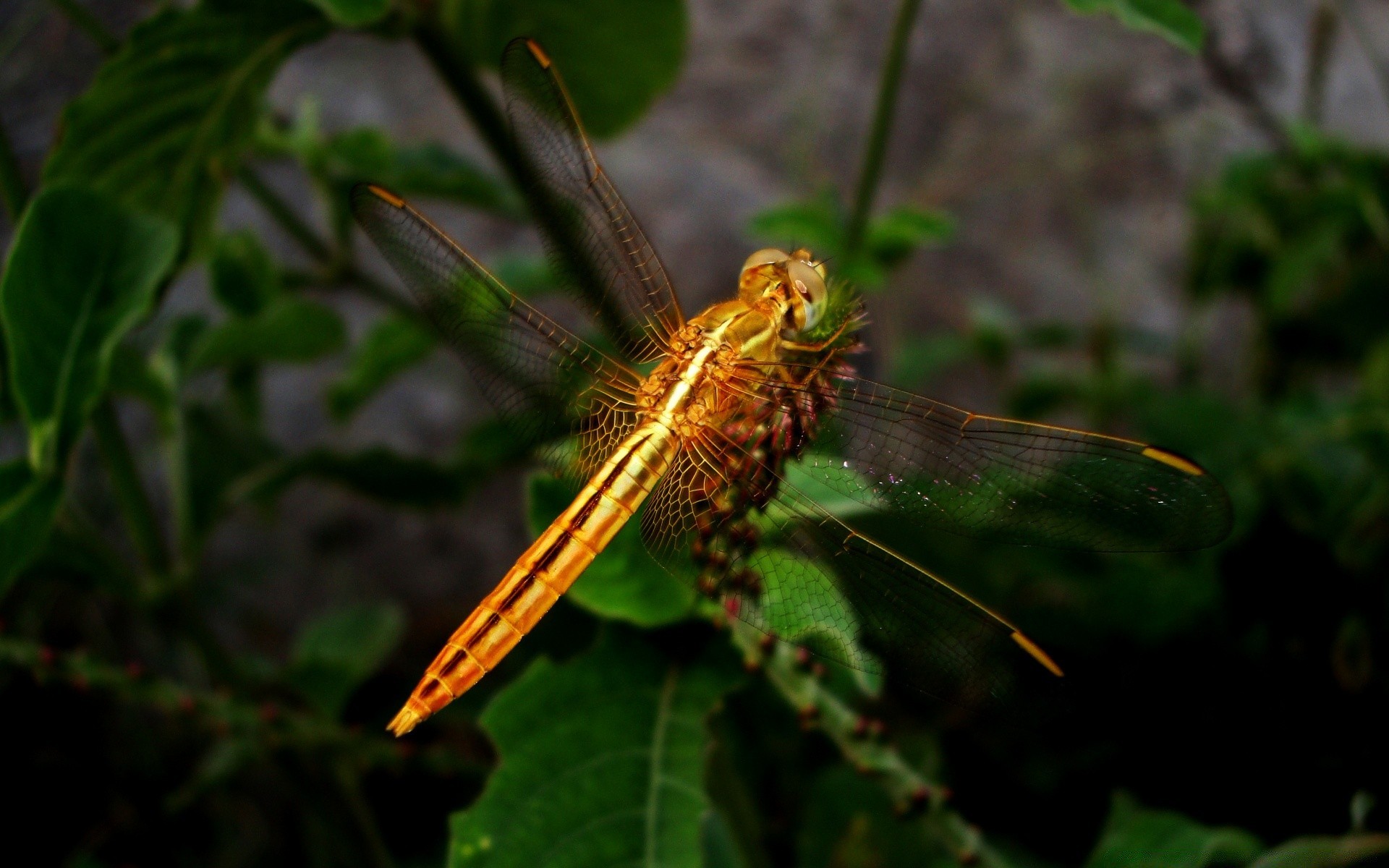 insects nature insect outdoors leaf wildlife flora garden invertebrate animal summer close-up wild