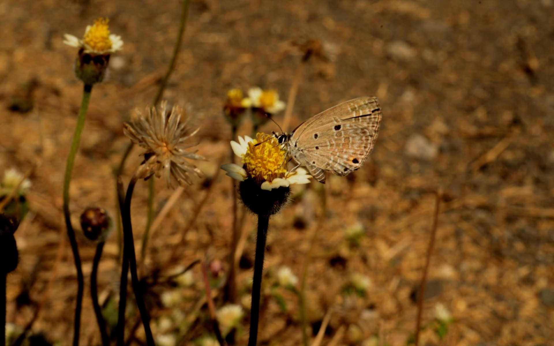 insetos borboleta inseto natureza ao ar livre flor invertebrados vida selvagem flora selvagem verão grama