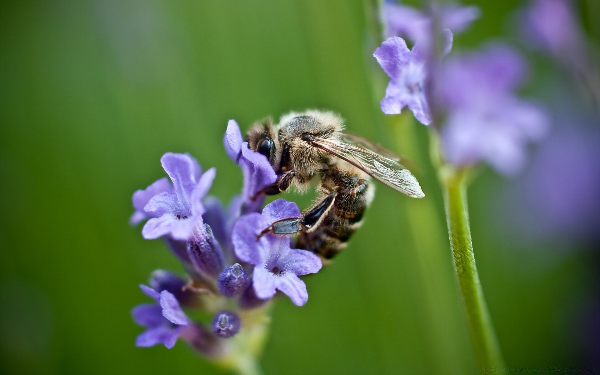 insectes nature abeille insecte fleur miel été flore à l extérieur pollen sauvage pollinisation jardin guêpe bourdon abeilles feuille peu