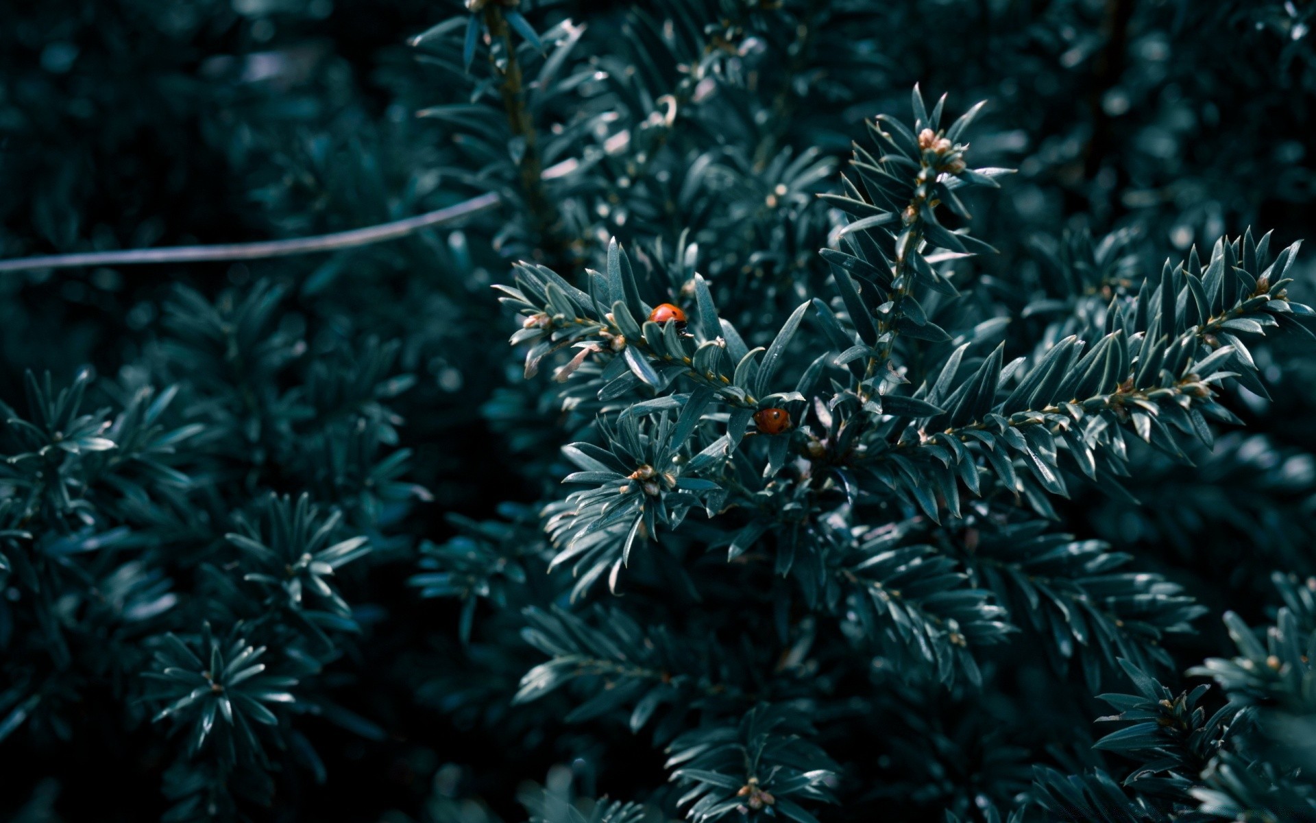 owady boże narodzenie zima drzewo evergreen natura igły iglaste oddział pulpit liść