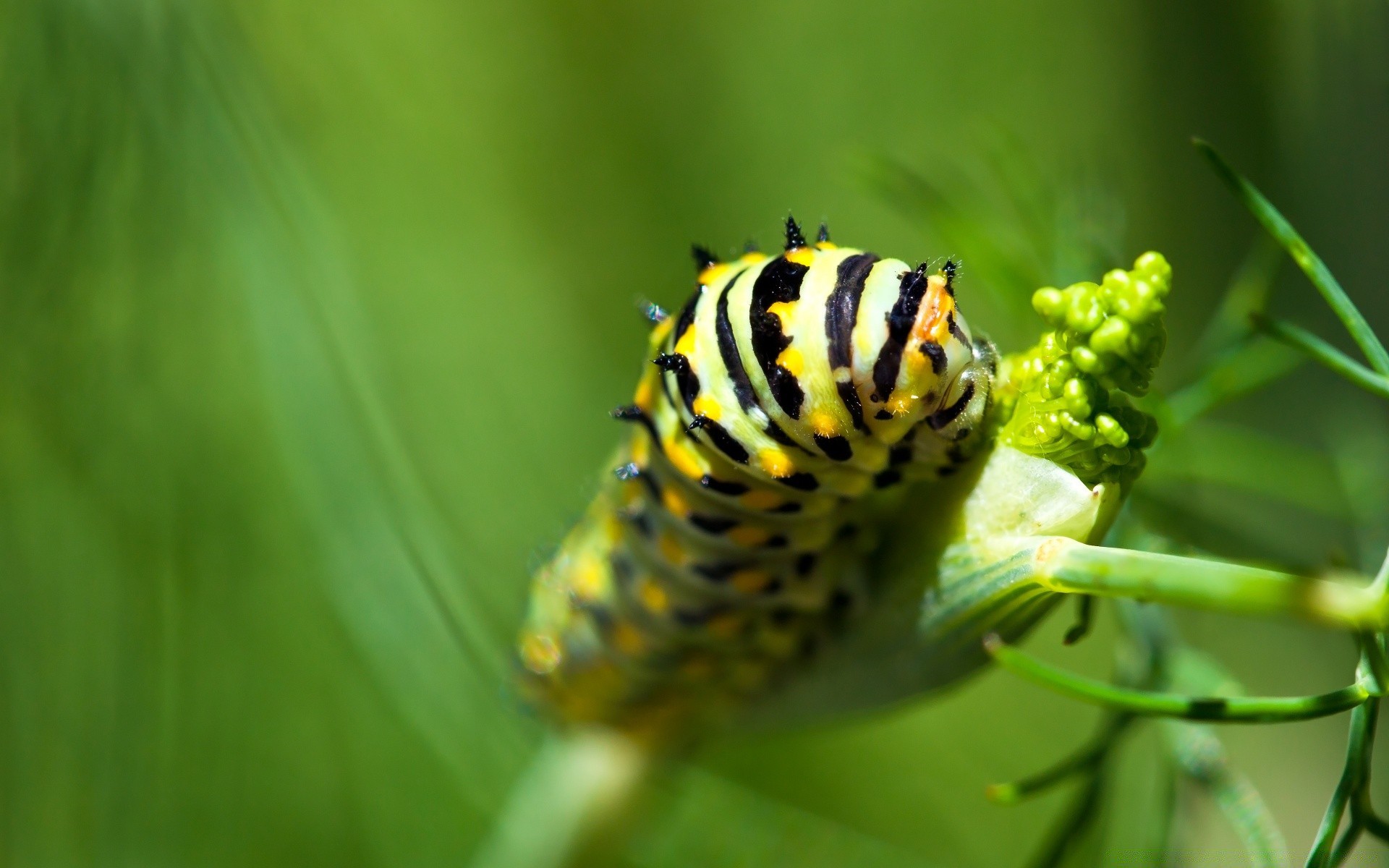 insetos natureza inseto ao ar livre folha verão borboleta vida selvagem invertebrados biologia jardim flora