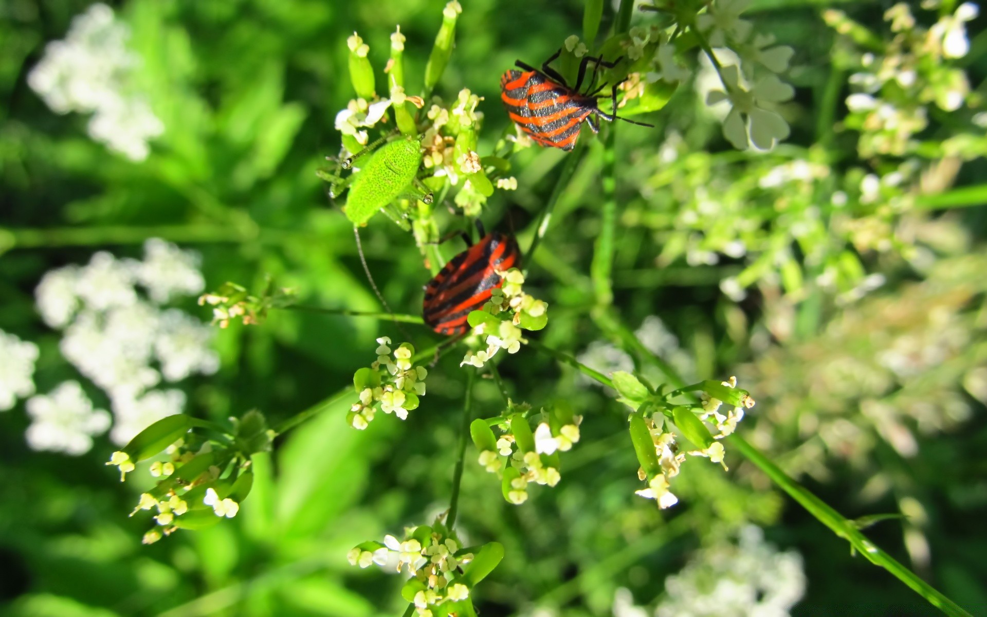 insectes nature feuille flore été jardin fleur croissance à l extérieur environnement lumineux ecologie insecte