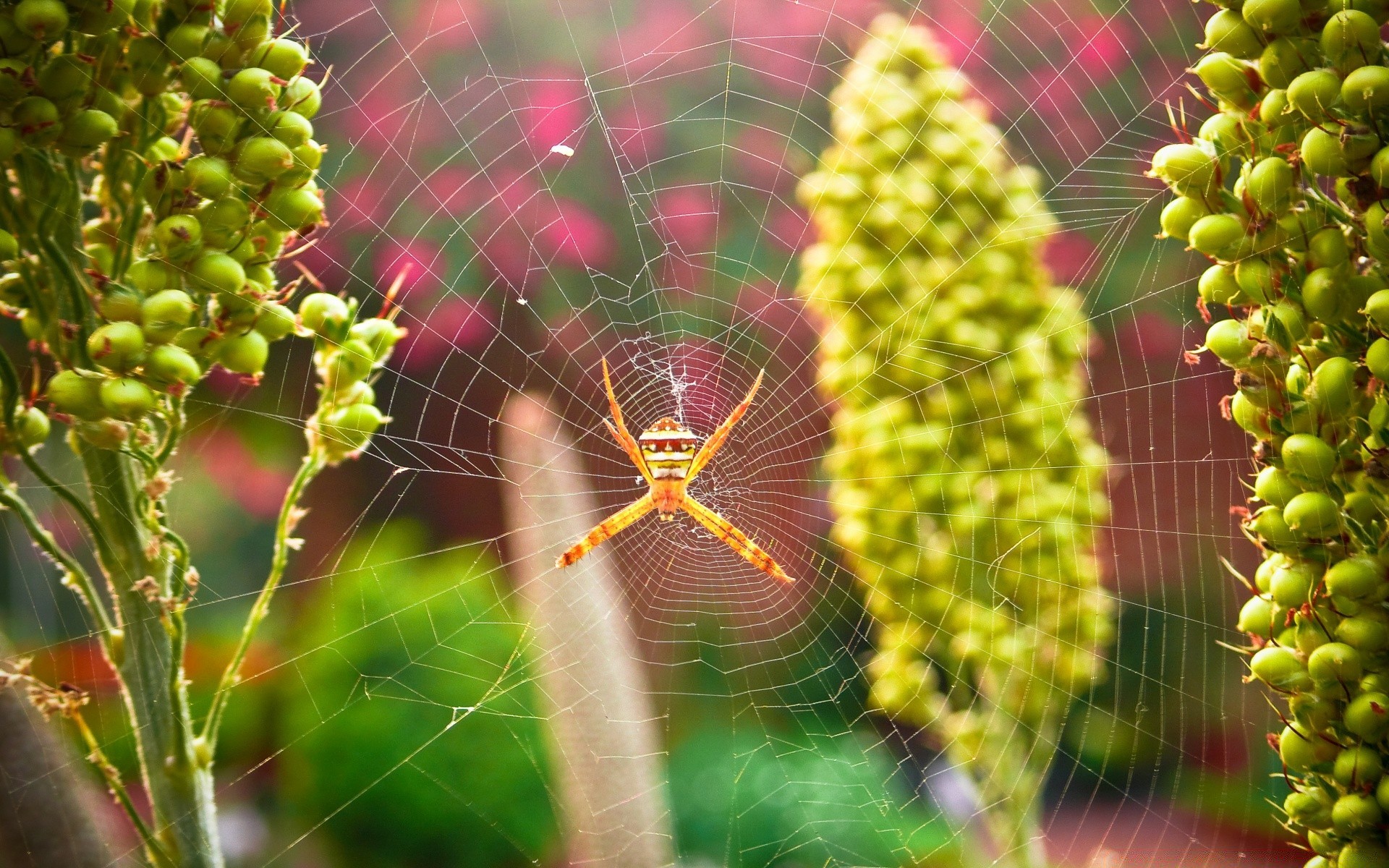 insects nature flora summer leaf outdoors