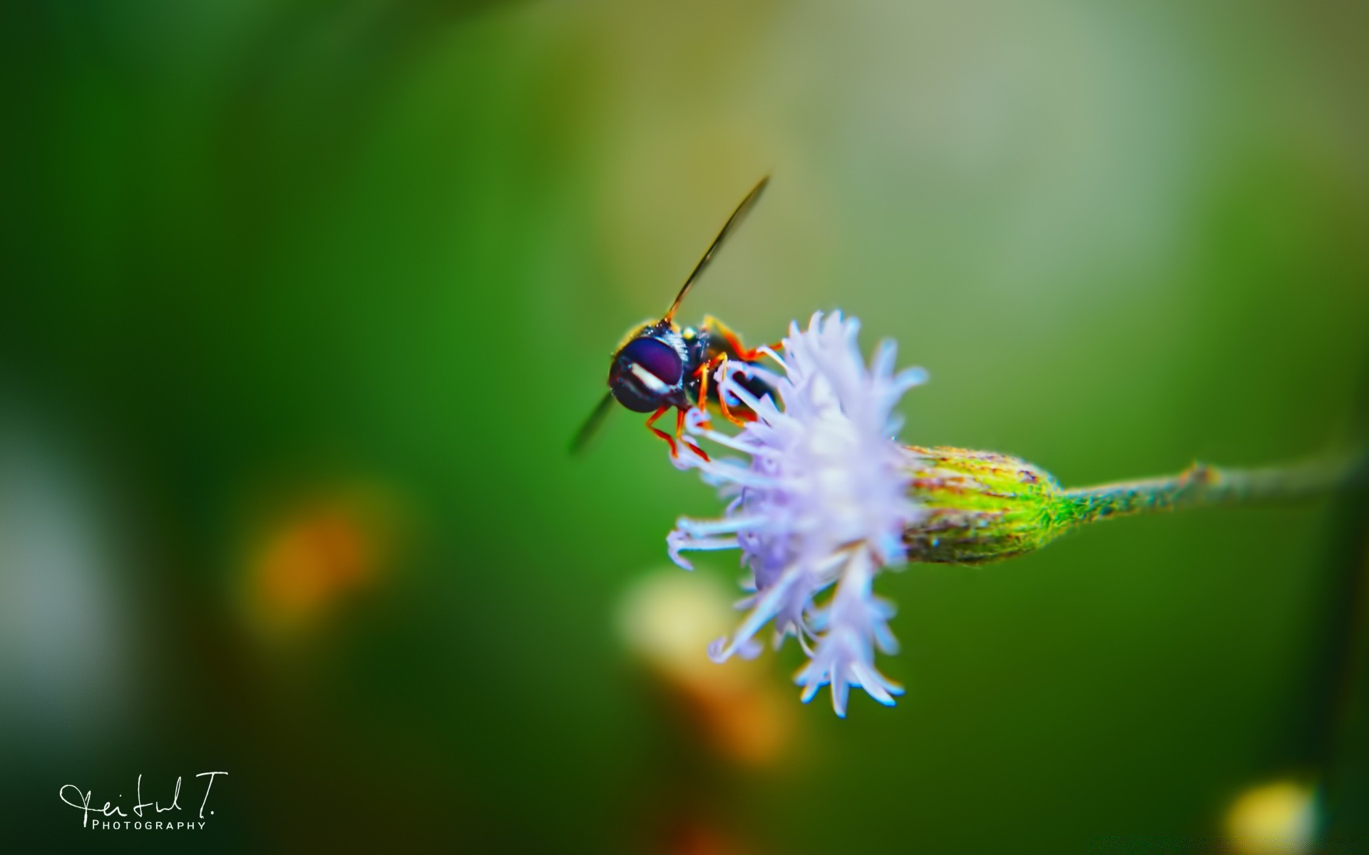 insectes insecte nature à l extérieur été la faune feuille flou abeille invertébré