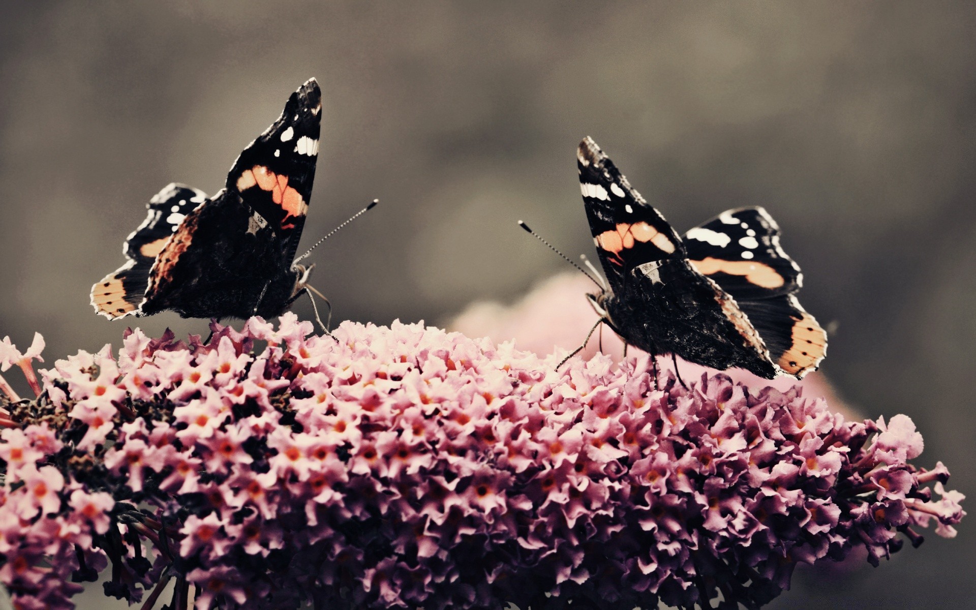 papillon insecte nature à l extérieur invertébrés la faune fleur animal aile lépidoptère été papillon jardin monarque antenne délicat fragilité peu