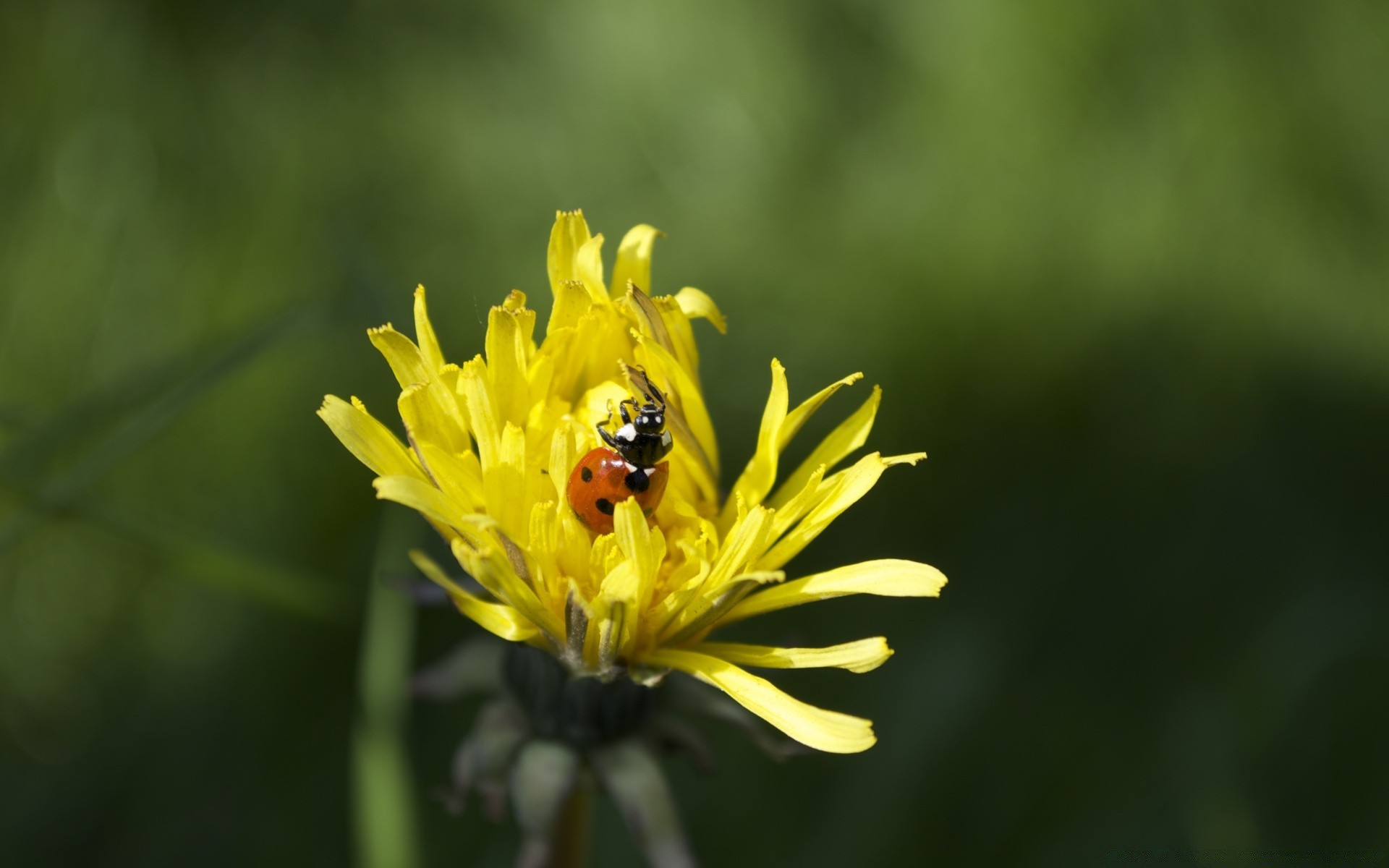 insectes insecte nature abeille fleur été à l extérieur jardin pollen flore herbe feuille miel foin sauvage pollinisation