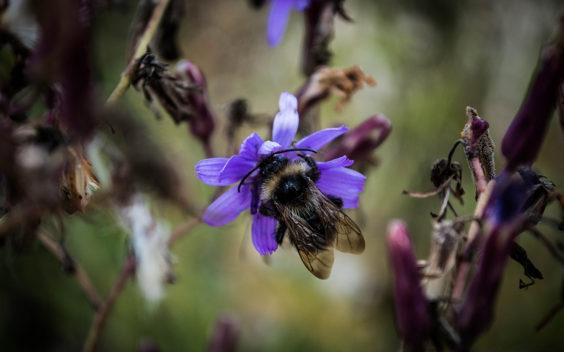 insetti ape insetto fiore natura miele flora all aperto polline giardino estate impollinazione nettare bumblebee vespa colore selvaggio ape foglia volare