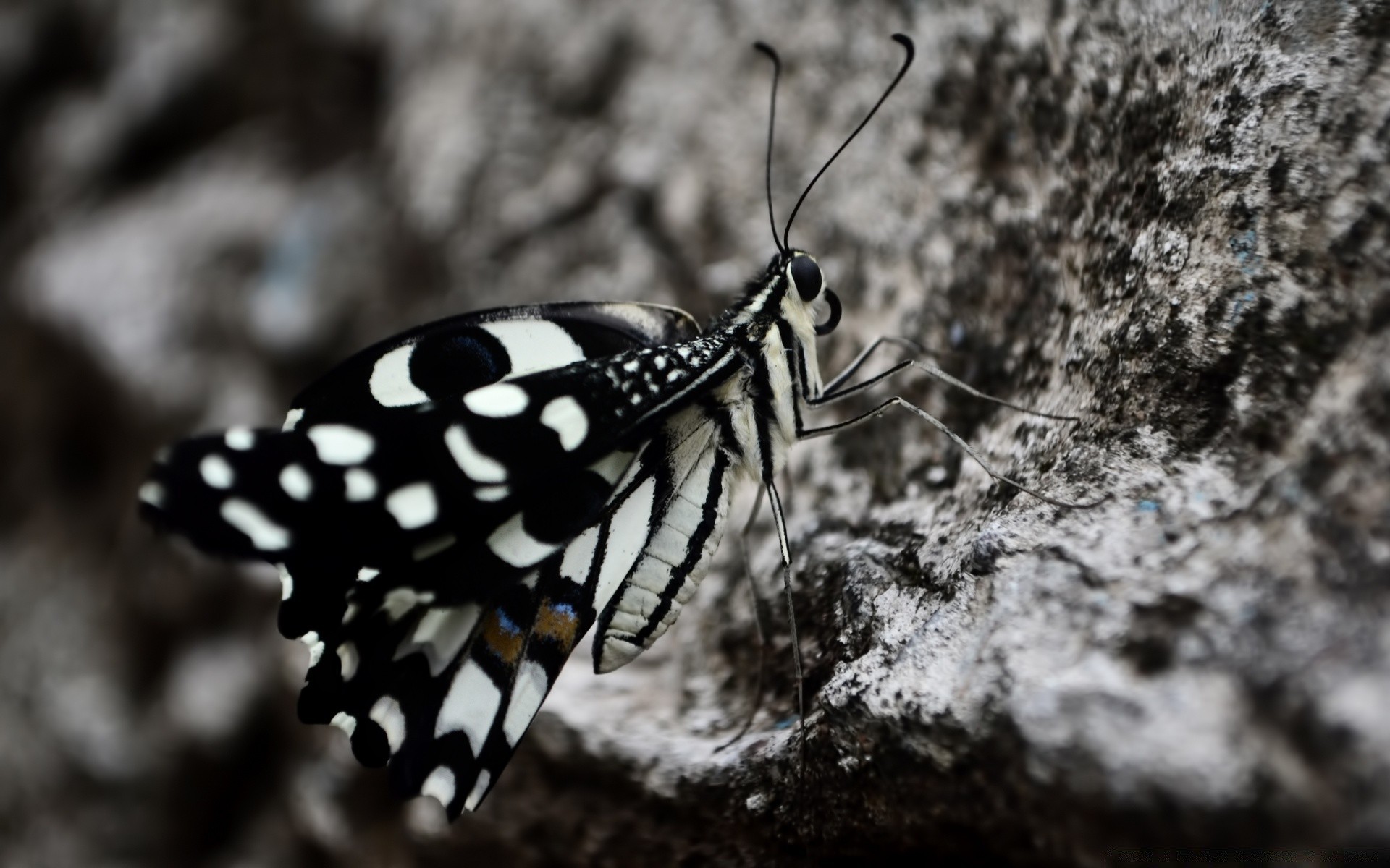 insectes la nature insecte la faune animal à l extérieur papillon invertébrés aile biologie horizontal sauvage