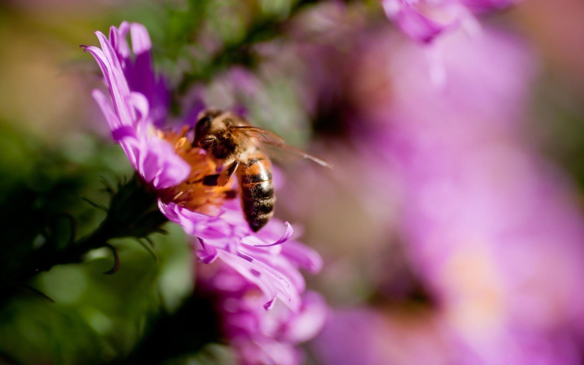 insetti natura insetto fiore ape estate polline all aperto giardino miele foglia selvaggio flora piccolo impollinazione