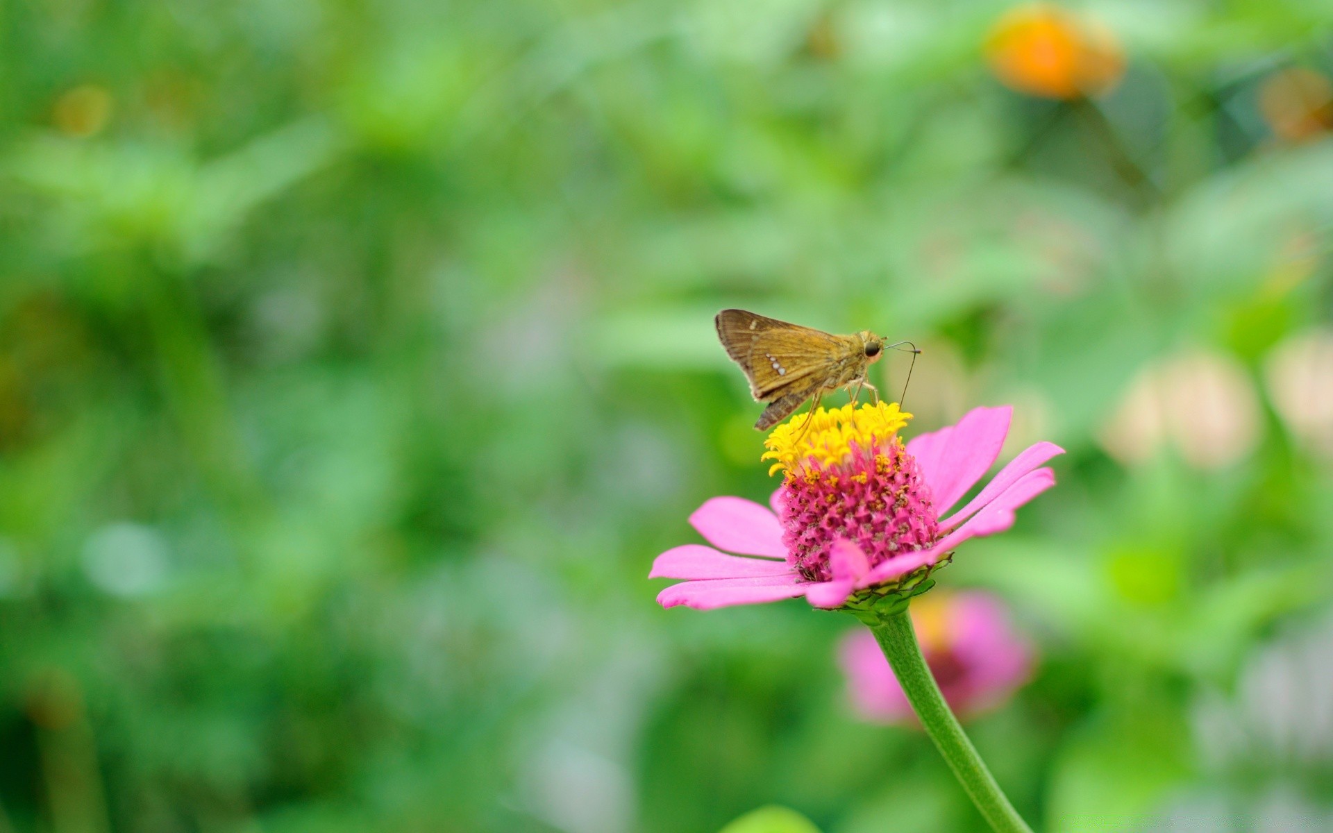 butterfly nature insect summer outdoors leaf flower garden little flora grass bright wild fair weather wing close-up color