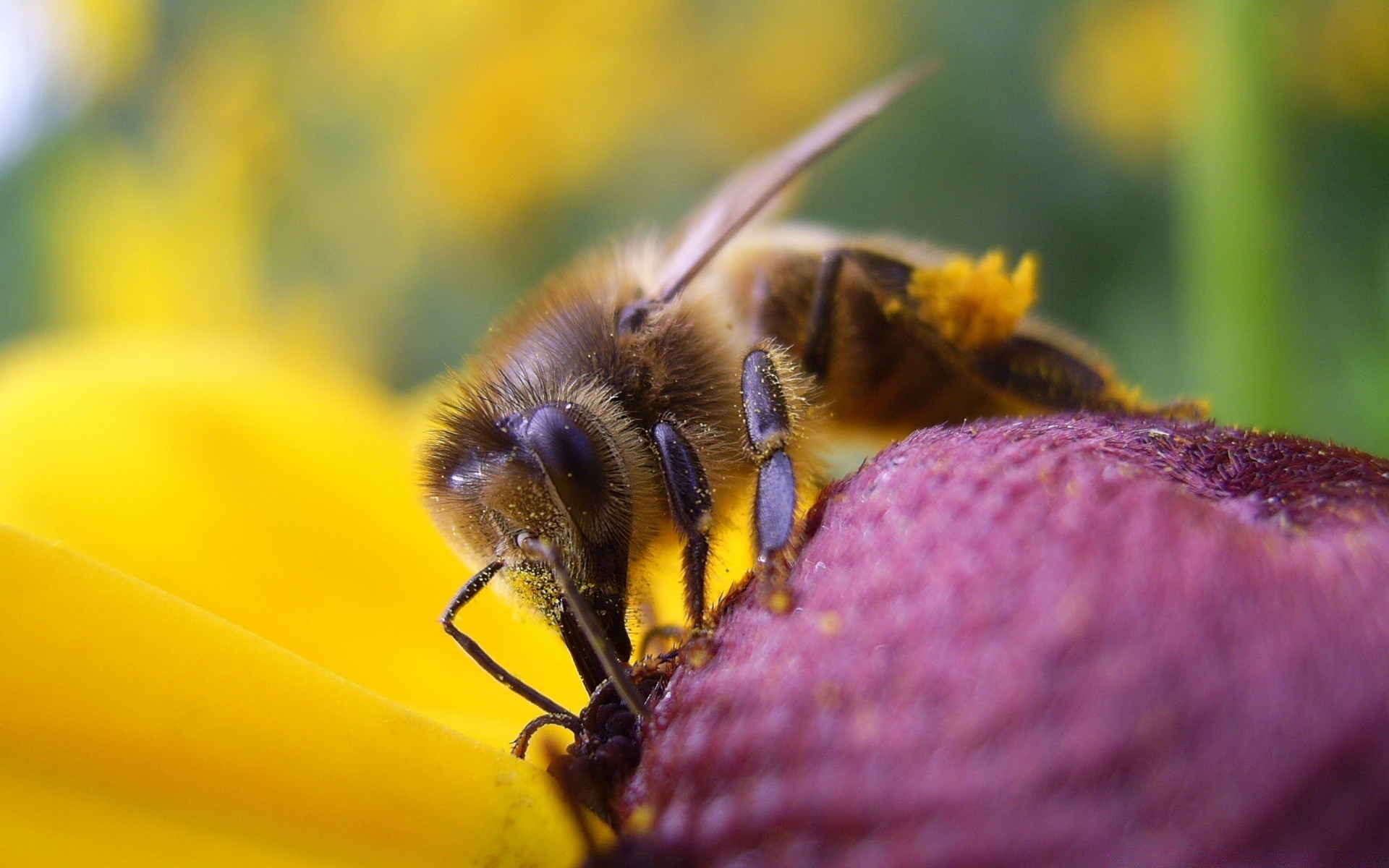 insects nature insect bee flower pollen summer outdoors honey garden flora pollination fly animal color wild nectar close-up honeybee