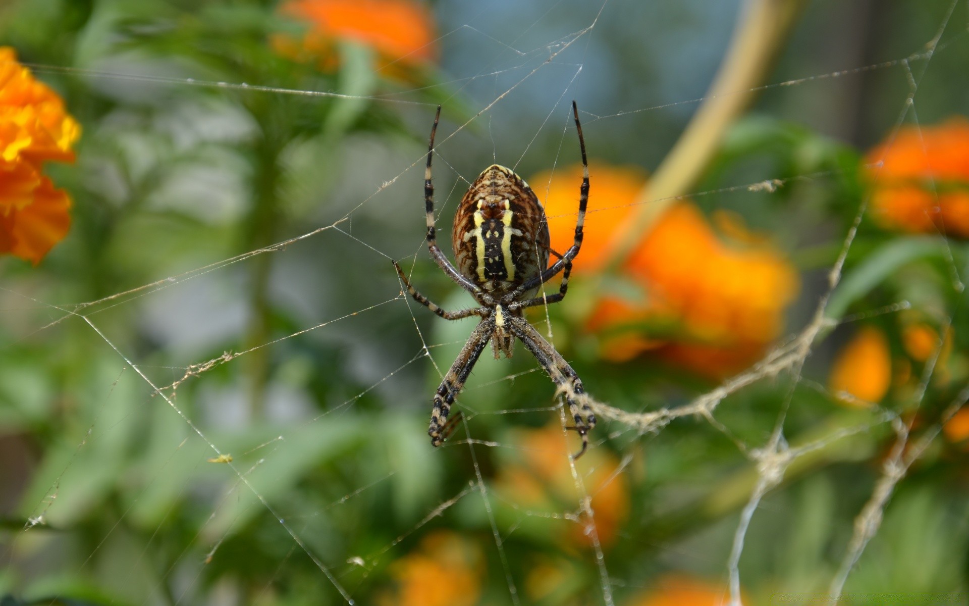 insects spider nature insect spiderweb arachnid garden flower close-up outdoors leaf flora summer color creepy dew invertebrate trap cobweb