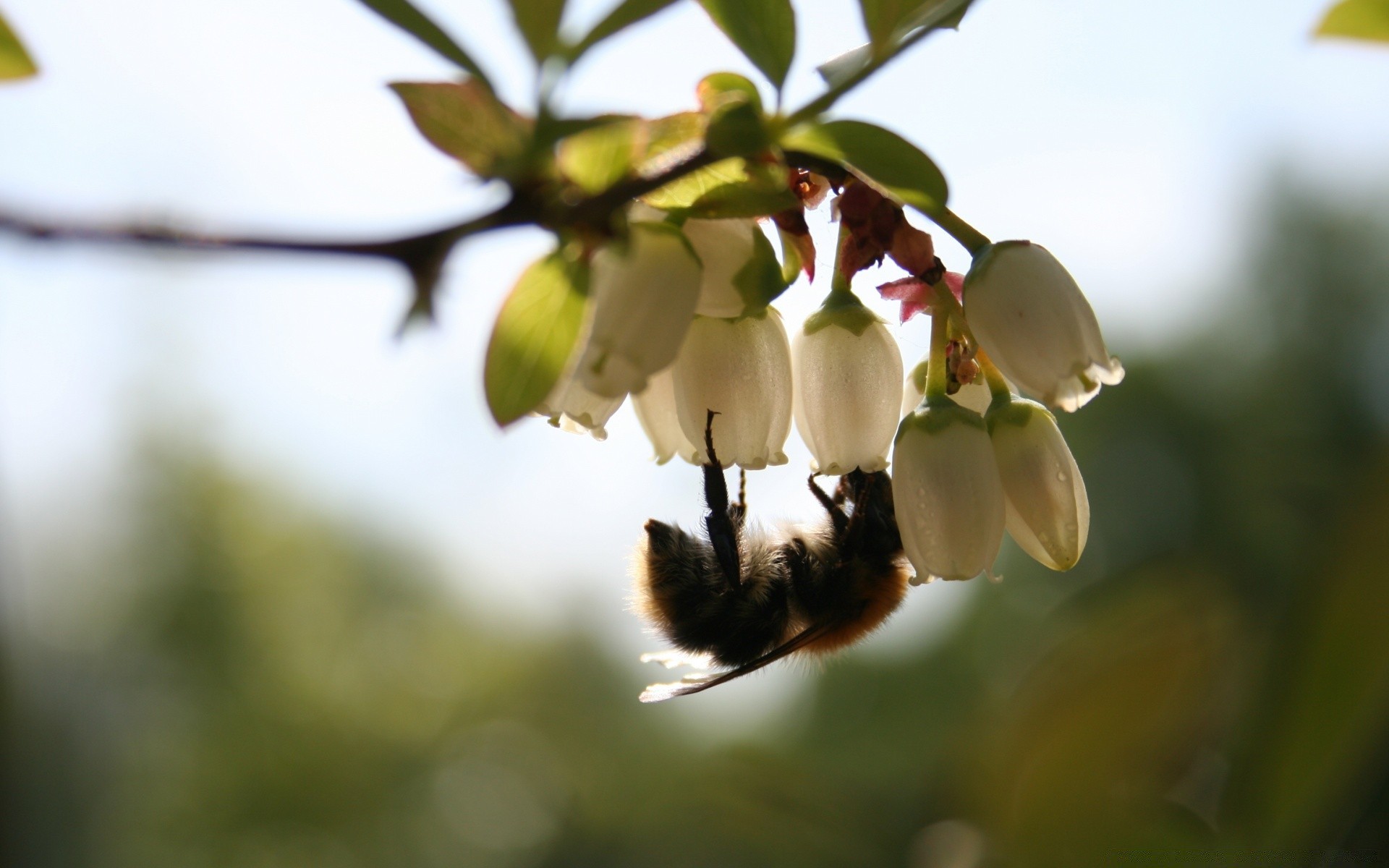 insects nature flower insect bee apple tree outdoors blur leaf garden branch flora fruit growth fair weather agriculture honey